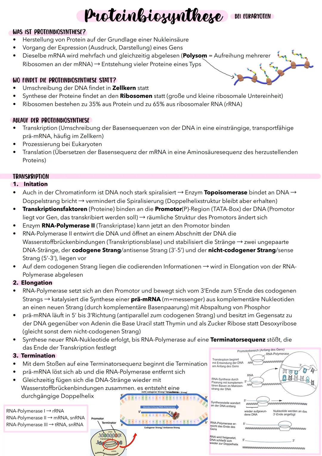 WAS IST PROTEINBIOSYNTHESE?
Proteinbiosynthese
• Herstellung von Protein auf der Grundlage einer Nukleinsäure
Vorgang der Expression (Ausdru