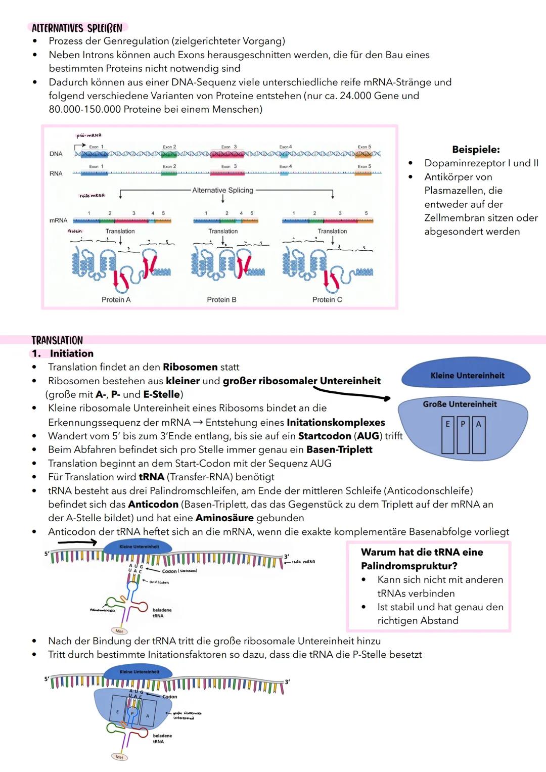 WAS IST PROTEINBIOSYNTHESE?
Proteinbiosynthese
• Herstellung von Protein auf der Grundlage einer Nukleinsäure
Vorgang der Expression (Ausdru