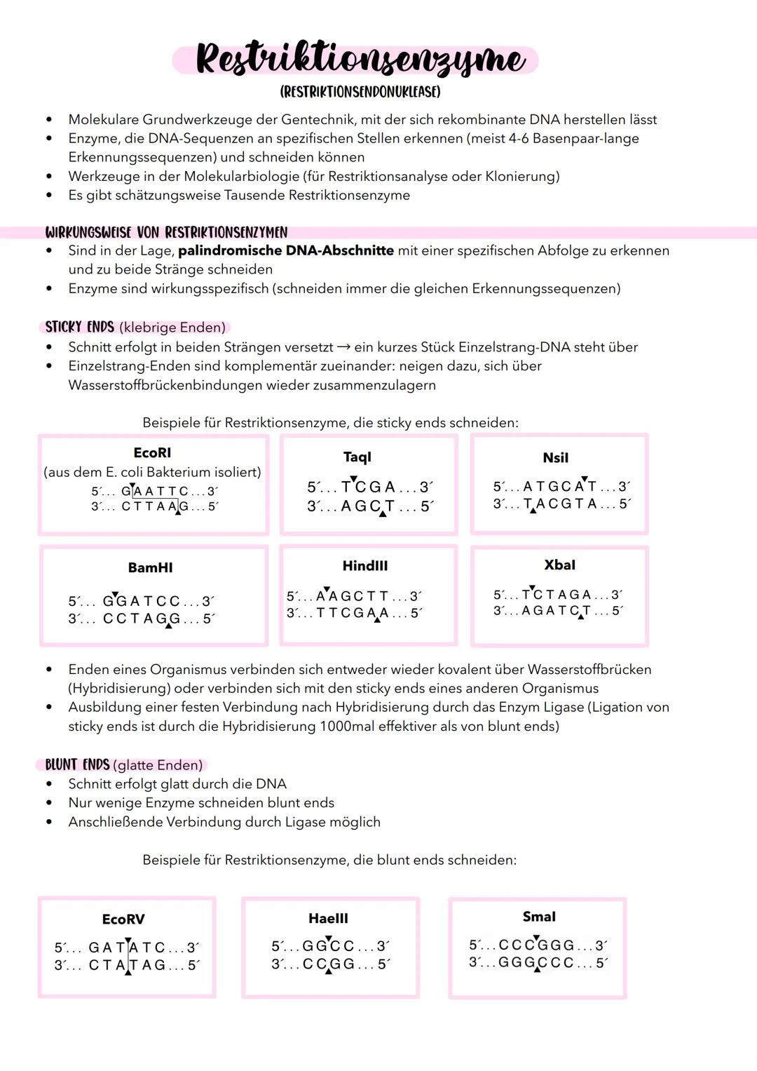# Restriktionsenzyme
(RESTRIKTIONSENDONUKLEASE)
- Molekulare Grundwerkzeuge der Gentechnik, mit der sich rekombinante DNA herstellen lässt