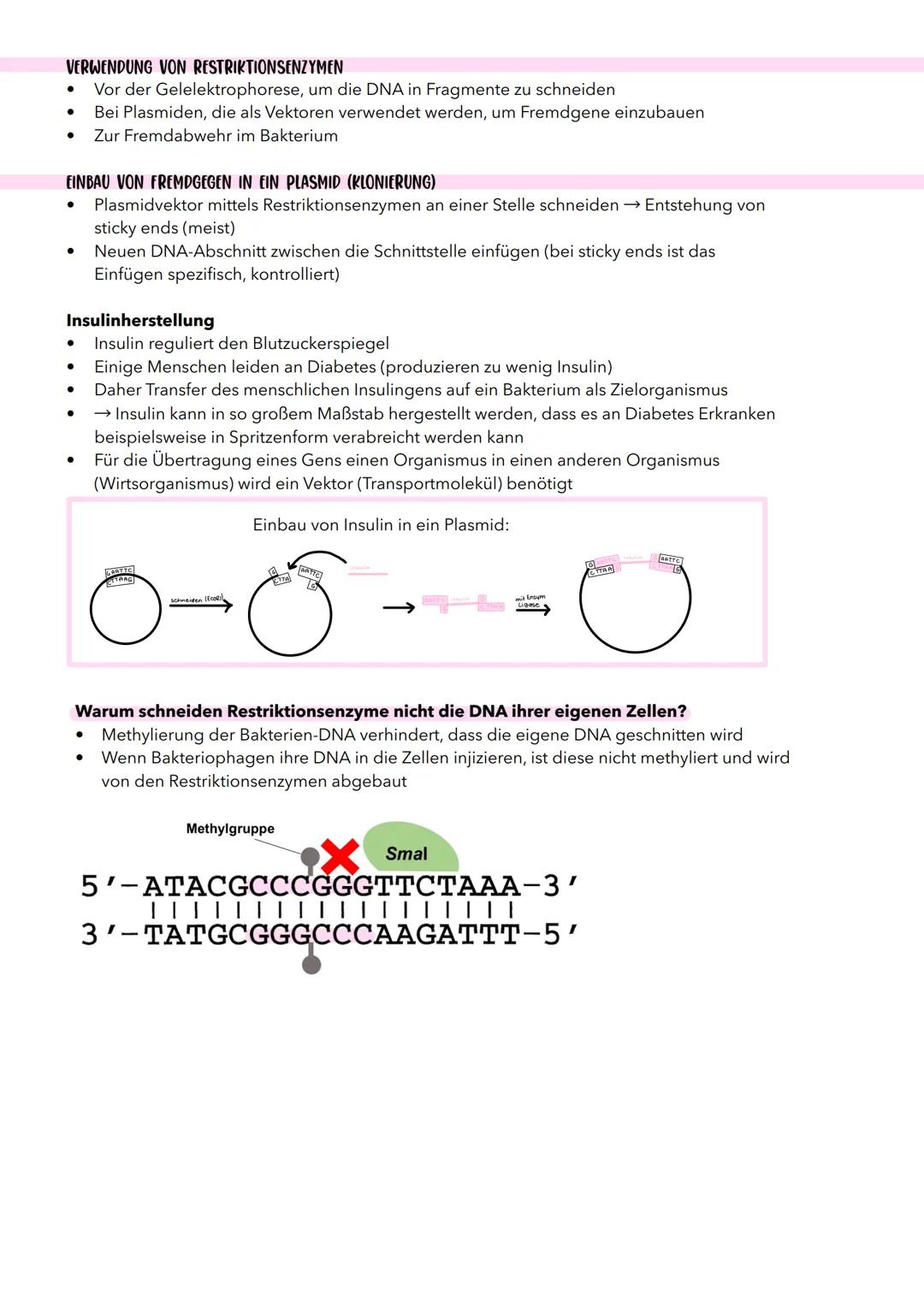 # Restriktionsenzyme
(RESTRIKTIONSENDONUKLEASE)
- Molekulare Grundwerkzeuge der Gentechnik, mit der sich rekombinante DNA herstellen lässt