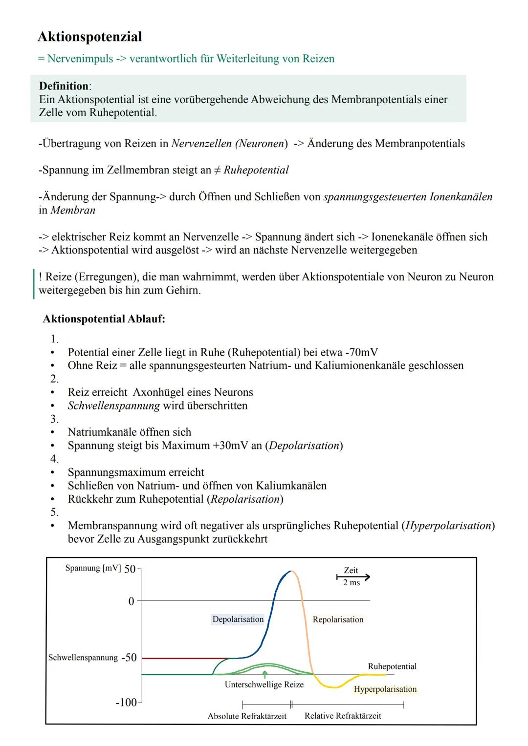 Glossar Fachbegriffe:
Neuron:
Eine Nervenzelle, grundlegende funktionelle Einheit des Nervensystems, spezialisiert auf Informationsverarbei