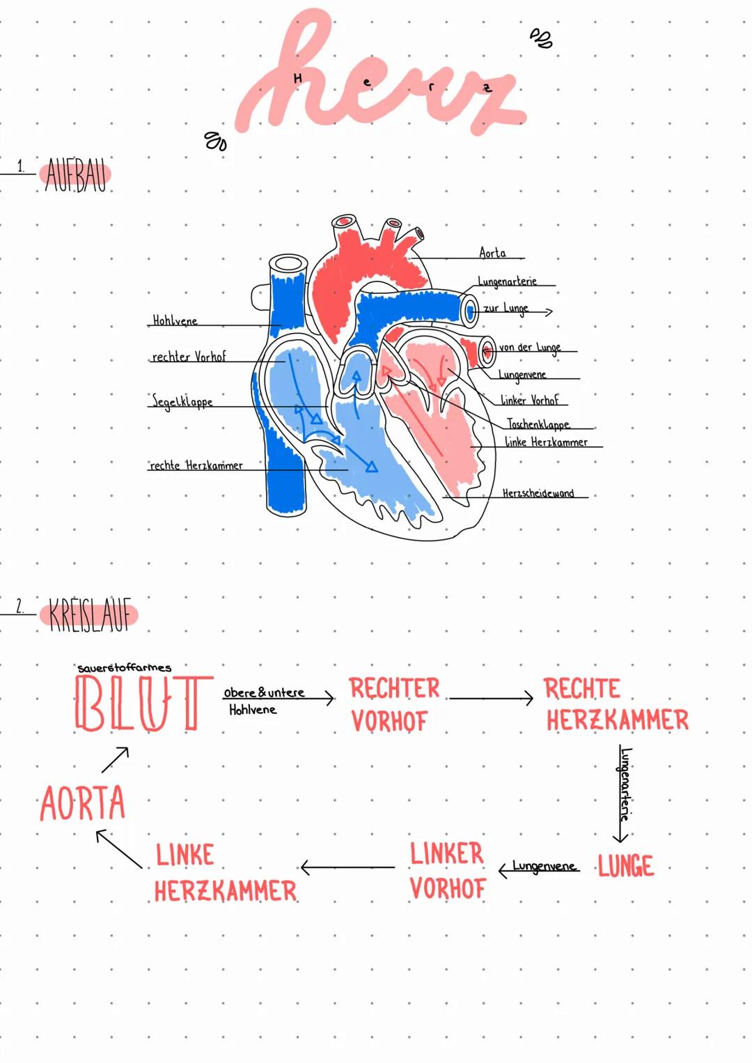 80
1. AUFBAU
herz
Hohlvene
rechter Vorhof
Segelklappe
rechte Herzkammer
Aorta
Lungenarterie
zur Lunge
ven der Lunge
Lungenvene
L