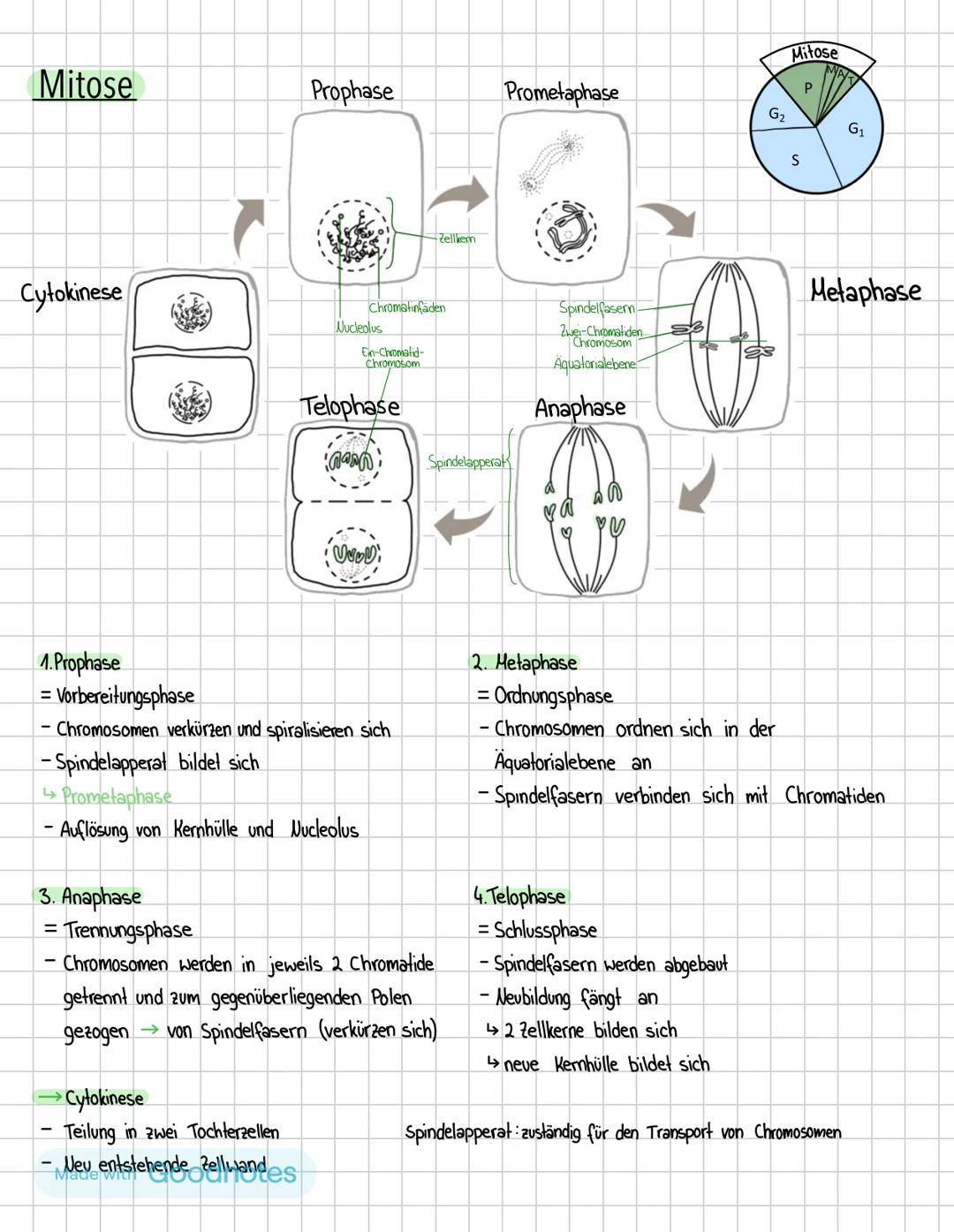 Biologie Klausur 02.05
Themen:
·
•
Zellzyklus
Mitose/Meiose
• Nondisjunction
• Chromosomen
G-Phase 1
"G" bedeutet „Gap"
-Die Jelle wächst
-P