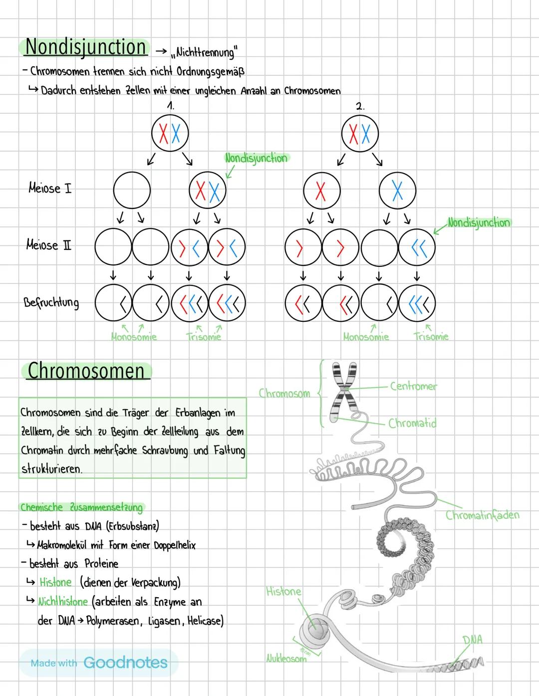 Biologie Klausur 02.05
Themen:
·
•
Zellzyklus
Mitose/Meiose
• Nondisjunction
• Chromosomen
G-Phase 1
"G" bedeutet „Gap"
-Die Jelle wächst
-P