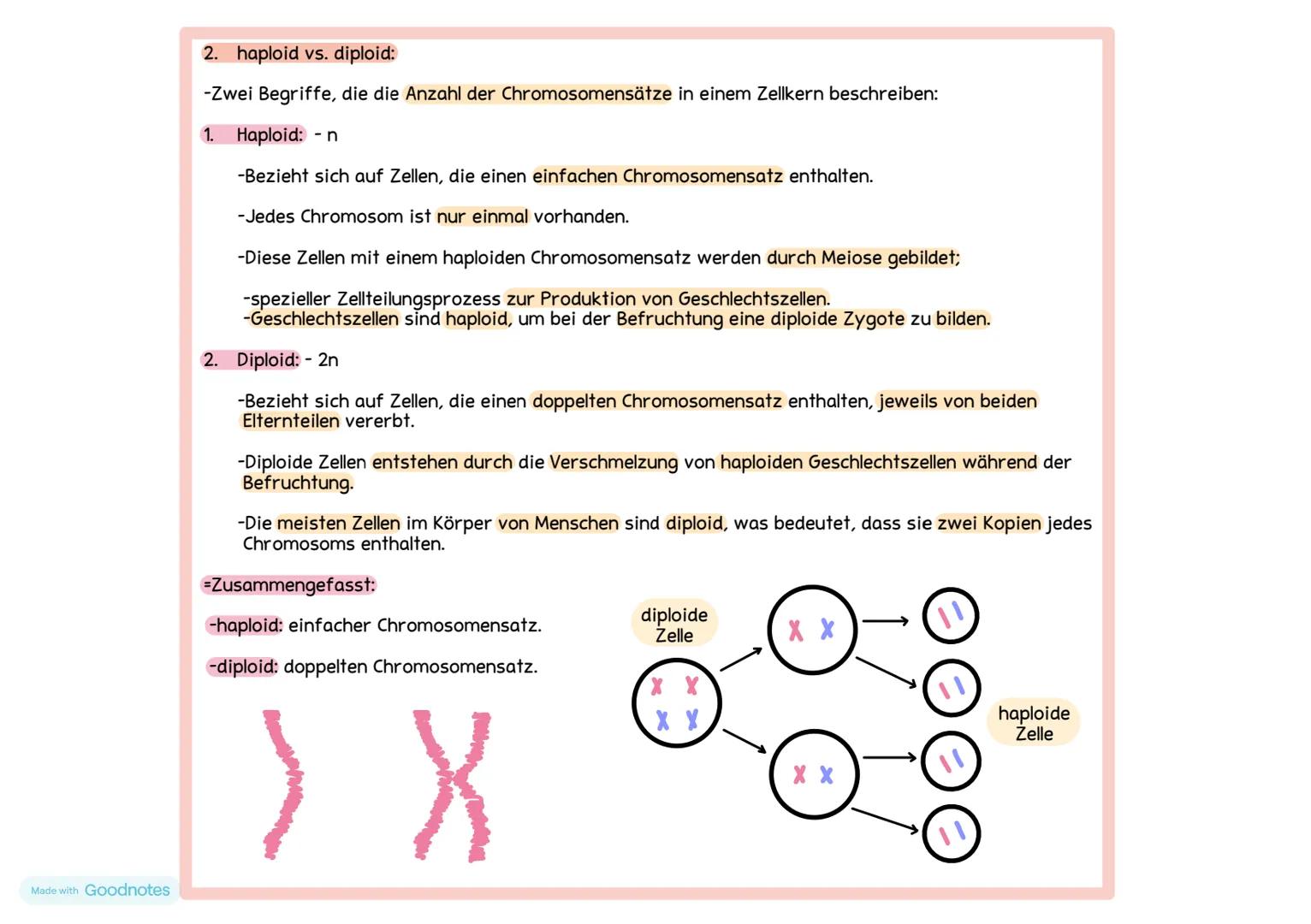 2. haploid vs. diploid:
-Zwei Begriffe, die die Anzahl der Chromosomensätze in einem Zellkern beschreiben:
1. Haploid: - n
-Bezieht sich auf