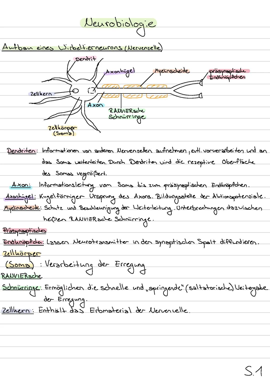 Neurobiologie Niedersachsen GK Abi 2024