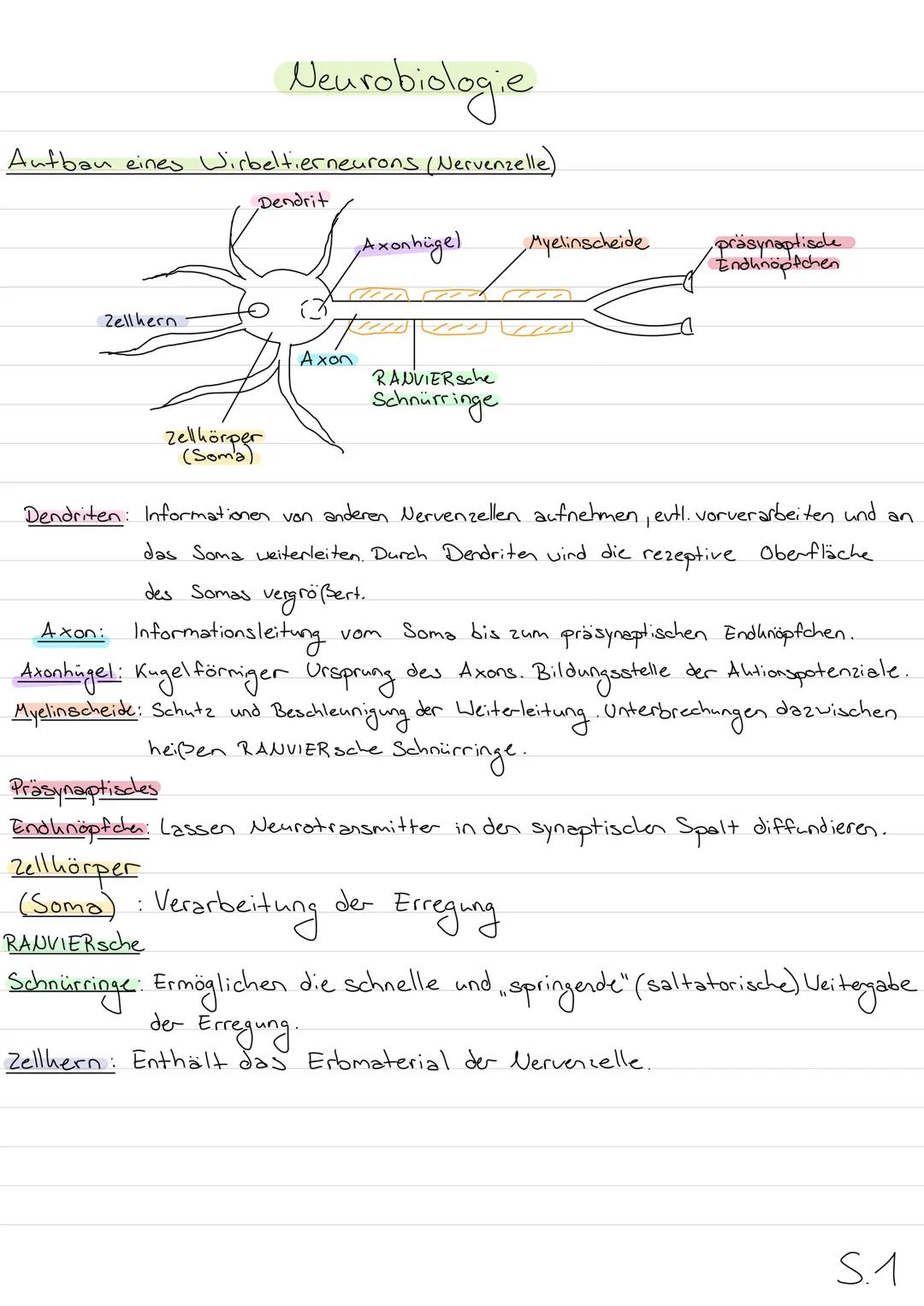 Neurobiologie
Aufbau eines Wirbeltierneurons (Nervenzelle)
Dendrit
Axonhüge)
Zellhern
Axon
RANVIER Sche
Schnürringe
Zellhörper
(Soma)
Myelin