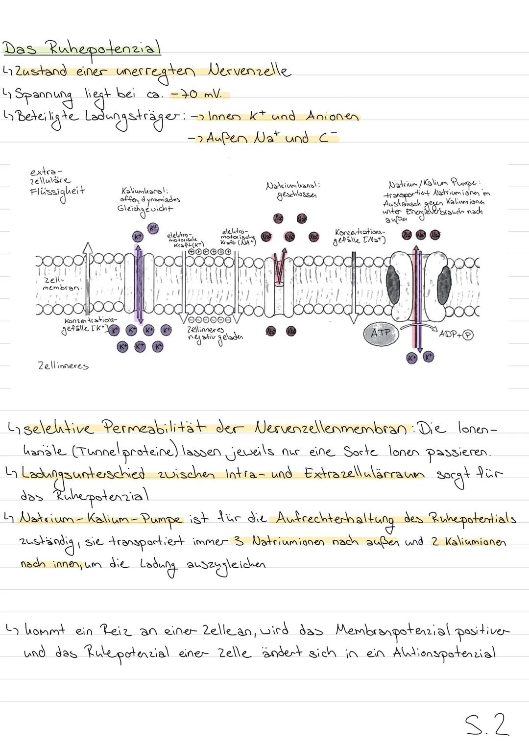 Neurobiologie
Aufbau eines Wirbeltierneurons (Nervenzelle)
Dendrit
Axonhüge)
Zellhern
Axon
RANVIER Sche
Schnürringe
Zellhörper
(Soma)
Myelin
