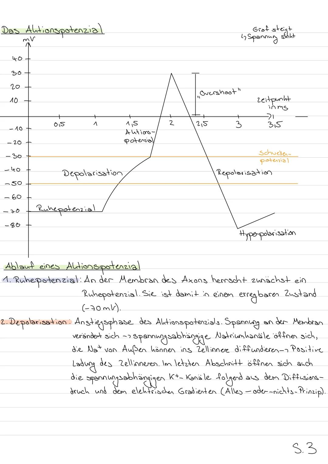 Neurobiologie
Aufbau eines Wirbeltierneurons (Nervenzelle)
Dendrit
Axonhüge)
Zellhern
Axon
RANVIER Sche
Schnürringe
Zellhörper
(Soma)
Myelin