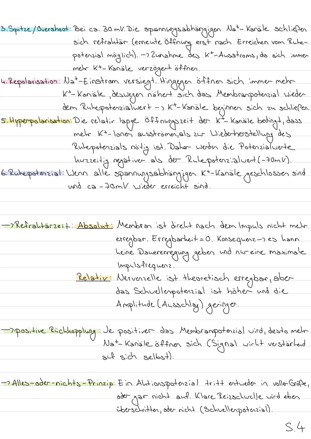 Neurobiologie
Aufbau eines Wirbeltierneurons (Nervenzelle)
Dendrit
Axonhüge)
Zellhern
Axon
RANVIER Sche
Schnürringe
Zellhörper
(Soma)
Myelin
