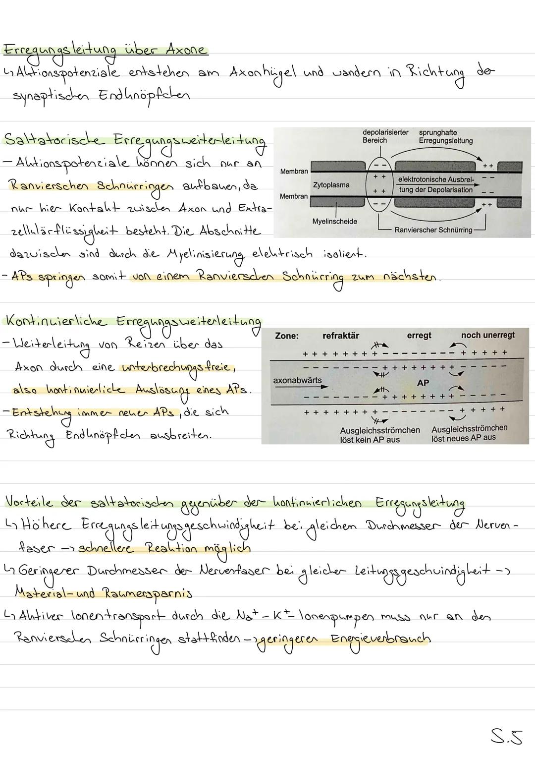 Neurobiologie
Aufbau eines Wirbeltierneurons (Nervenzelle)
Dendrit
Axonhüge)
Zellhern
Axon
RANVIER Sche
Schnürringe
Zellhörper
(Soma)
Myelin