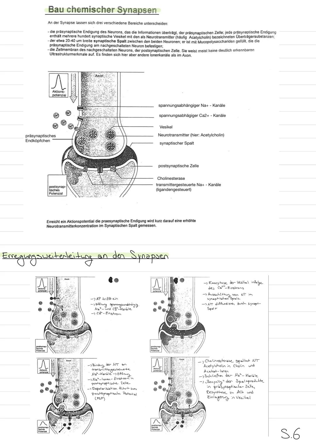 Neurobiologie
Aufbau eines Wirbeltierneurons (Nervenzelle)
Dendrit
Axonhüge)
Zellhern
Axon
RANVIER Sche
Schnürringe
Zellhörper
(Soma)
Myelin