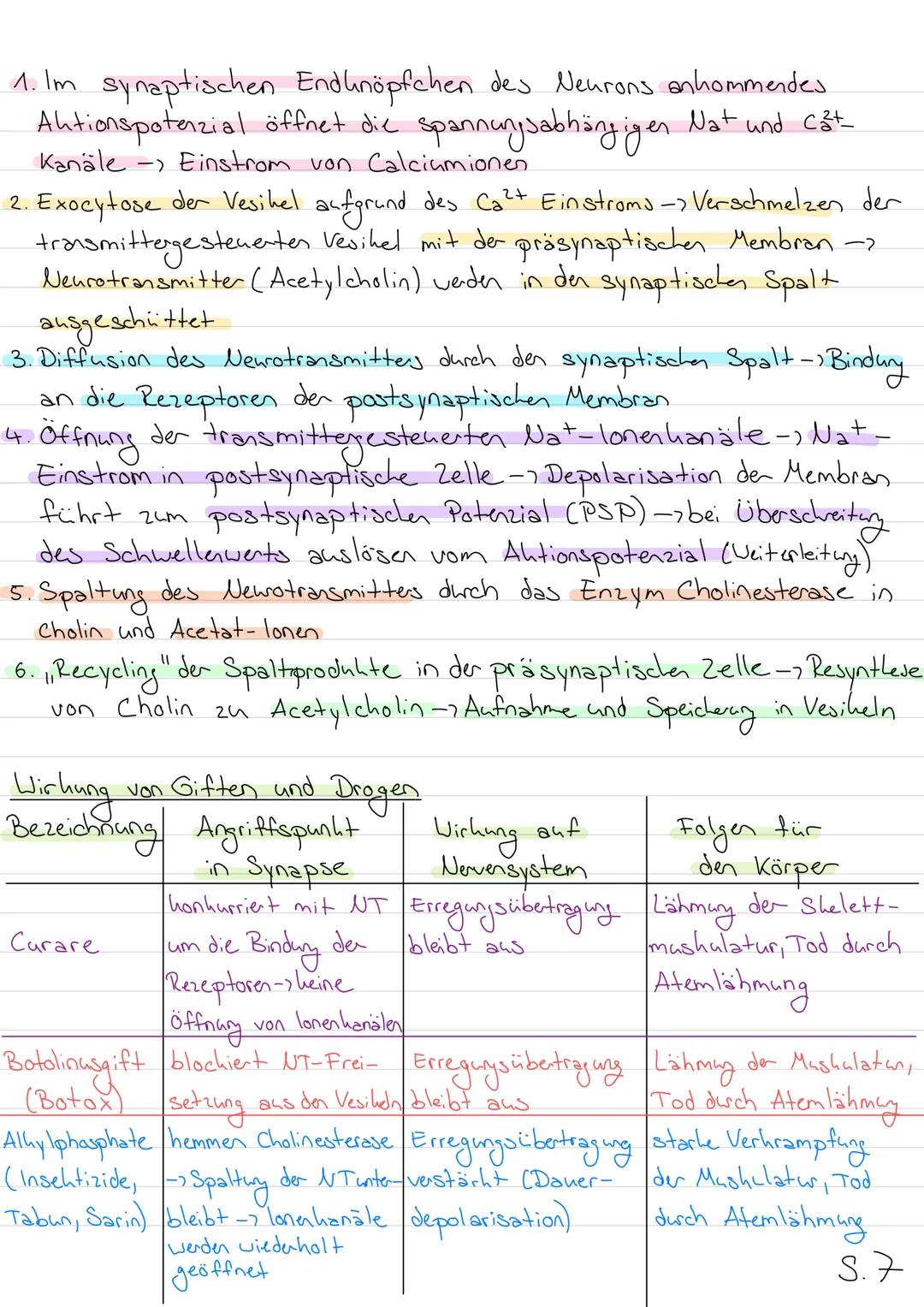 Neurobiologie
Aufbau eines Wirbeltierneurons (Nervenzelle)
Dendrit
Axonhüge)
Zellhern
Axon
RANVIER Sche
Schnürringe
Zellhörper
(Soma)
Myelin