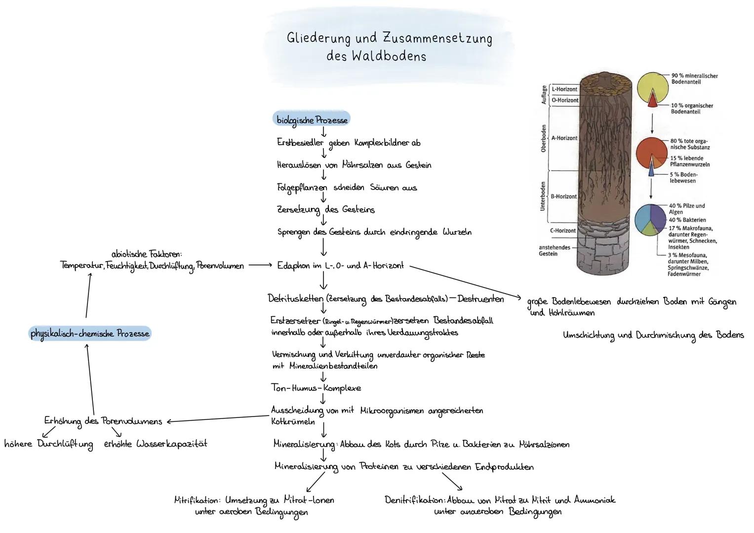 biotische Faktoren
abiotische Umweltfaktoren
AMERAW
Anegan Enes ÖKOSYSTEMS
Lebewesen und unbelebte Umgebung stehen in wechselseitiger Bezieh