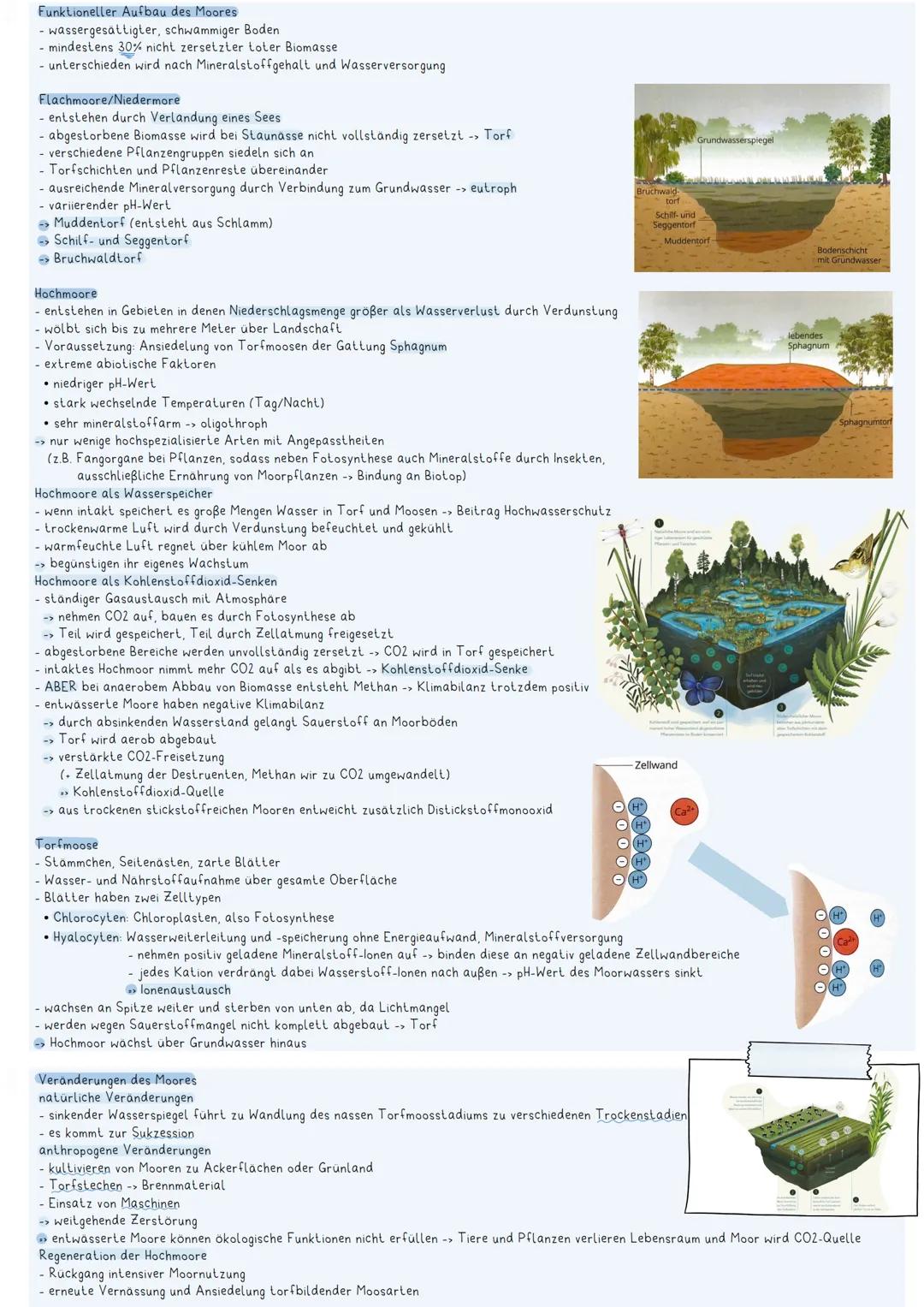 biotische Faktoren
abiotische Umweltfaktoren
AMERAW
Anegan Enes ÖKOSYSTEMS
Lebewesen und unbelebte Umgebung stehen in wechselseitiger Bezieh