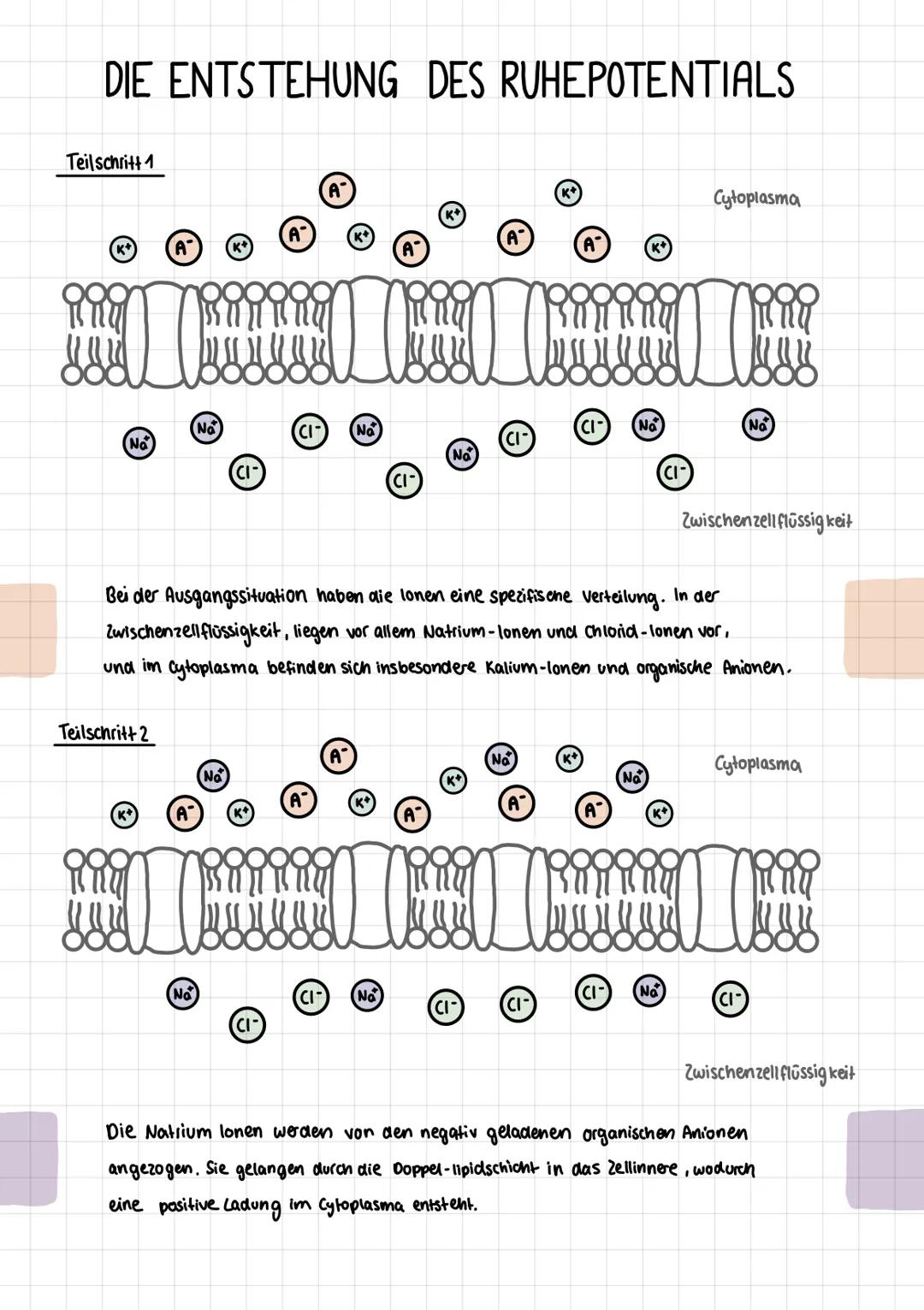 DIE ENTSTEHUNG DES RUHEPOTENTIALS
Teilschritt 1
A
Α
No
CI-
No
No
Cytoplasma
A
Α
A-
(CI-
No
CI-
No
No
CI-
CI-
Zwischenzell flüssigkeit
Bei de