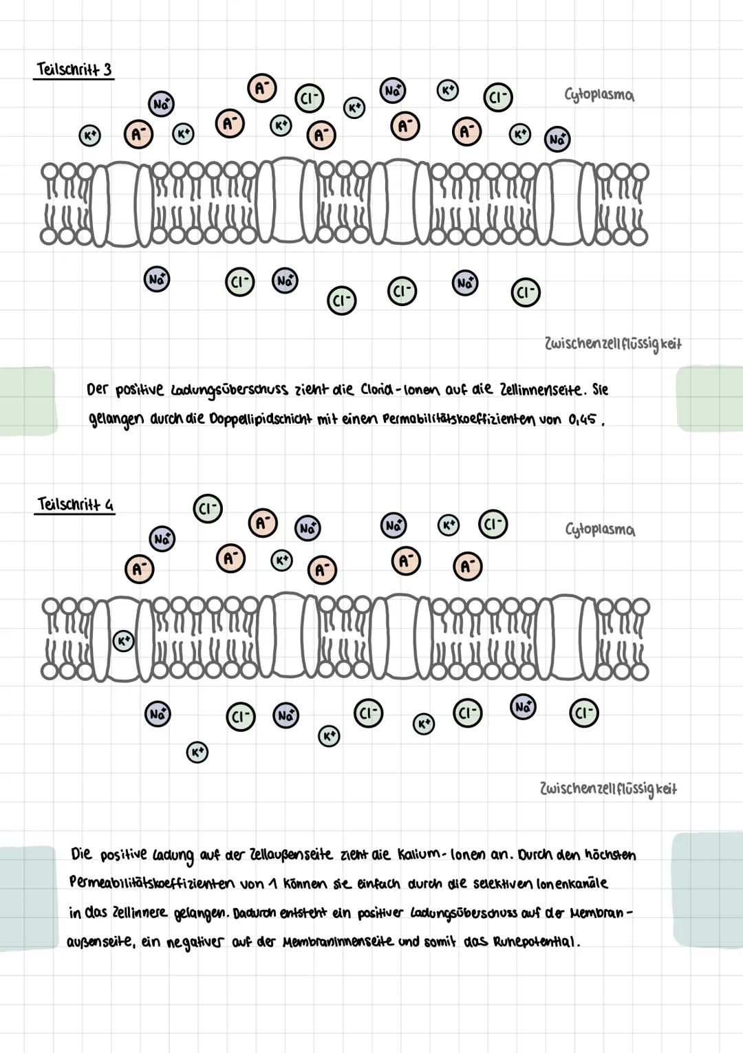 DIE ENTSTEHUNG DES RUHEPOTENTIALS
Teilschritt 1
A
Α
No
CI-
No
No
Cytoplasma
A
Α
A-
(CI-
No
CI-
No
No
CI-
CI-
Zwischenzell flüssigkeit
Bei de