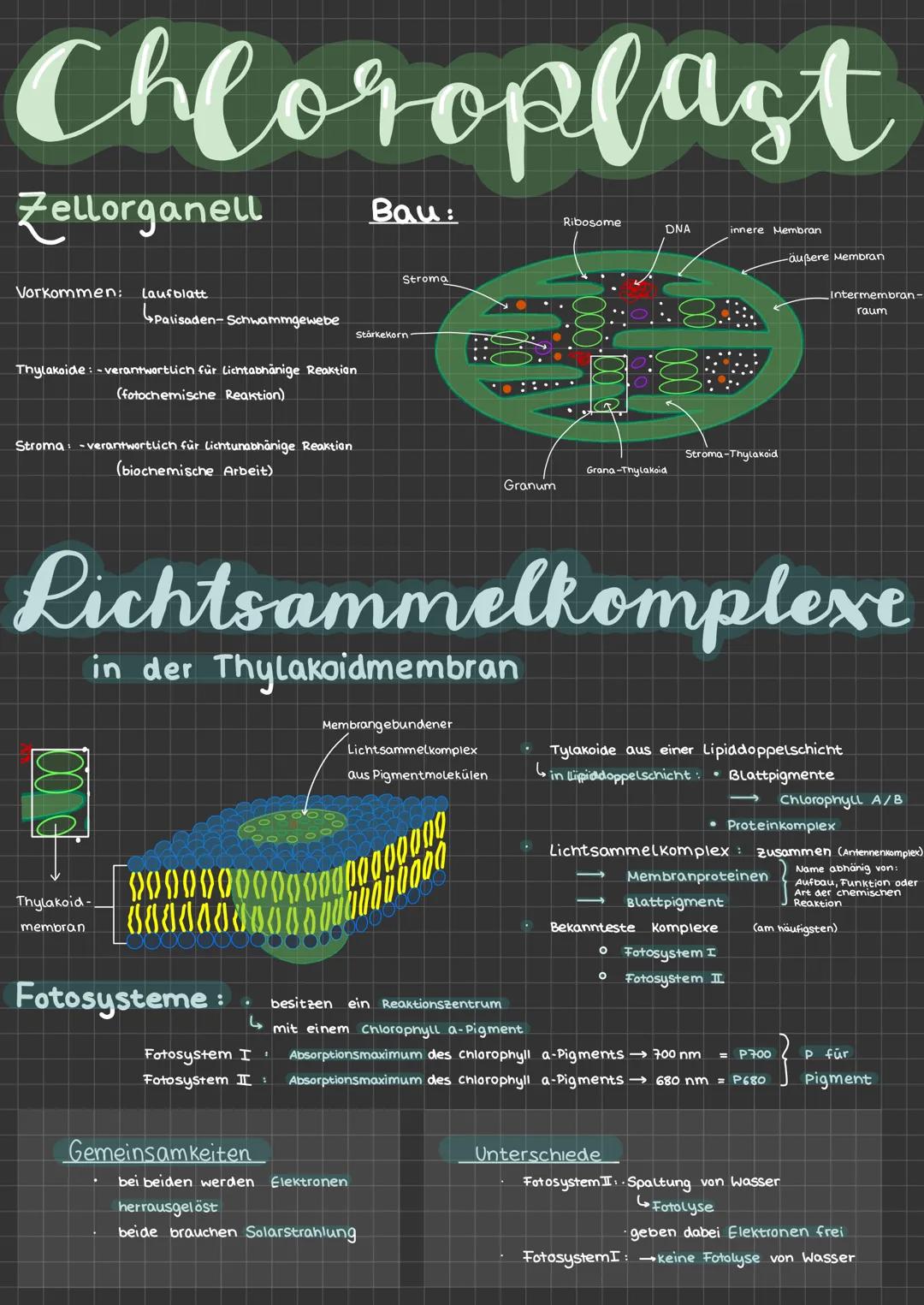 # Fotosynthese
Facts:
ما
$H_2O$
$CO_2$
* Pflanzen benötigen wasser, Sonnenlicht und Kohlenstoffdioxid
* Grünpflanzen synthetisieren