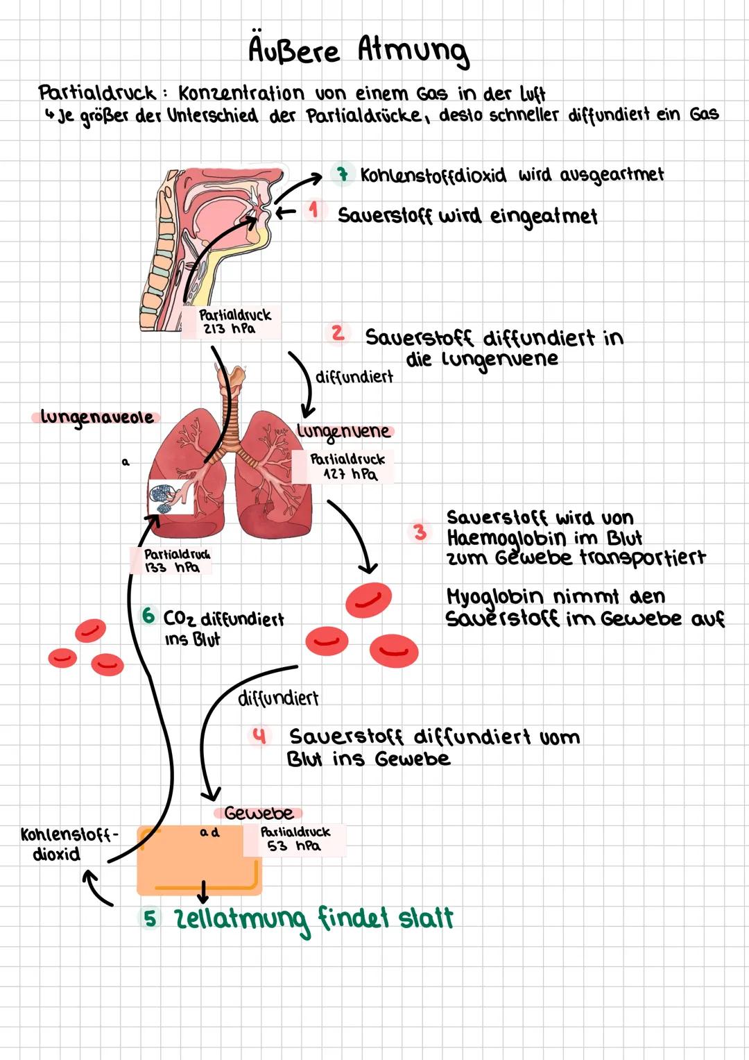 # Zellatmung im Allgemeinen
- die zum überleben notwendige Energie gewinnt der
Organismus im Stoffwechsel
- Eine gesteuerte Umsetzung von S