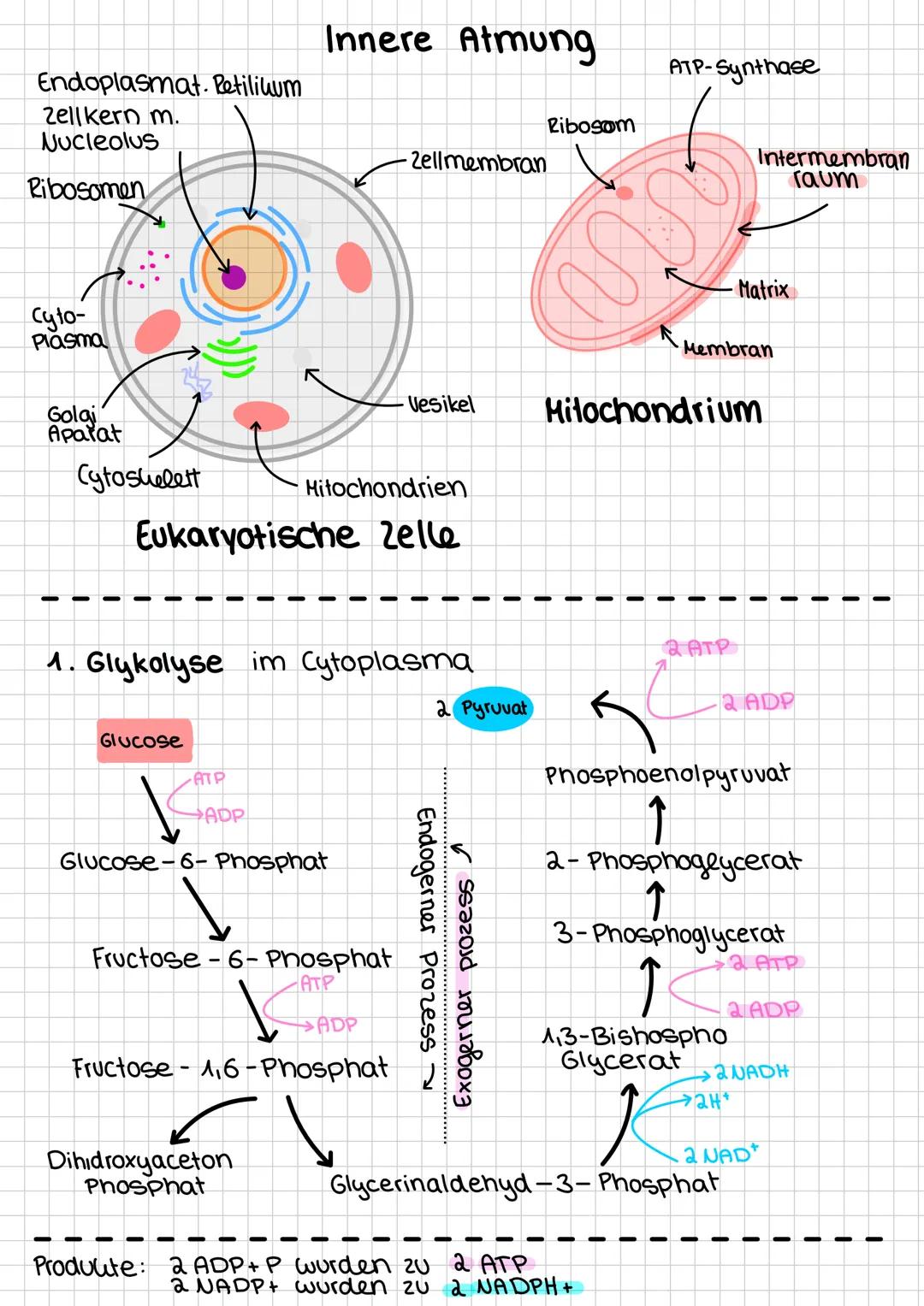 # Zellatmung im Allgemeinen
- die zum überleben notwendige Energie gewinnt der
Organismus im Stoffwechsel
- Eine gesteuerte Umsetzung von S