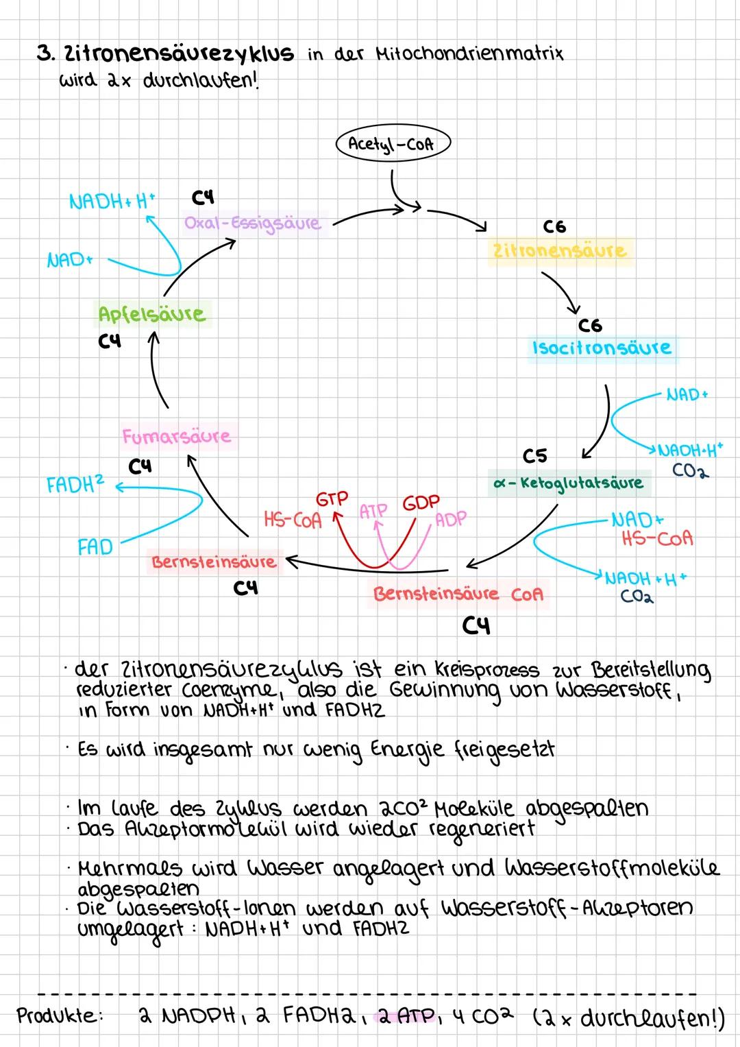 # Zellatmung im Allgemeinen
- die zum überleben notwendige Energie gewinnt der
Organismus im Stoffwechsel
- Eine gesteuerte Umsetzung von S