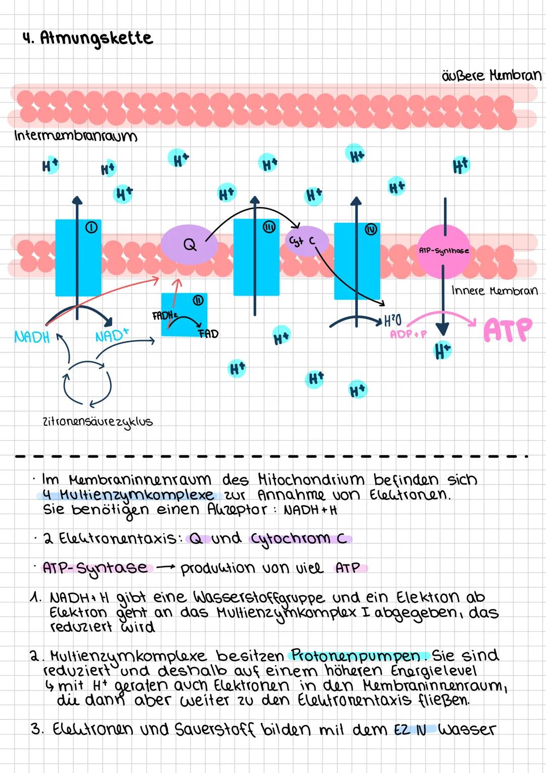 # Zellatmung im Allgemeinen
- die zum überleben notwendige Energie gewinnt der
Organismus im Stoffwechsel
- Eine gesteuerte Umsetzung von S