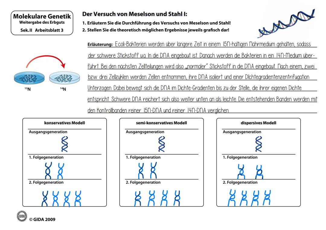 Meselson Stahl Experiment