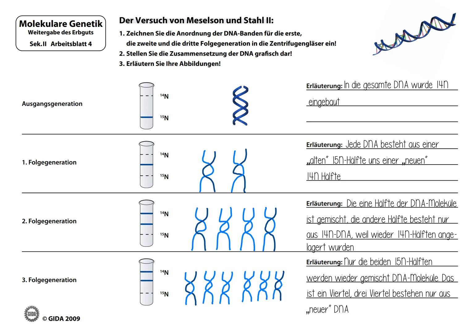 # Molekulare Genetik
Weitergabe des Erbguts
Sek.II Arbeitsblatt 3
# Der Versuch von Meselson und Stahl I:
1. Erläutern Sie die Durchführung