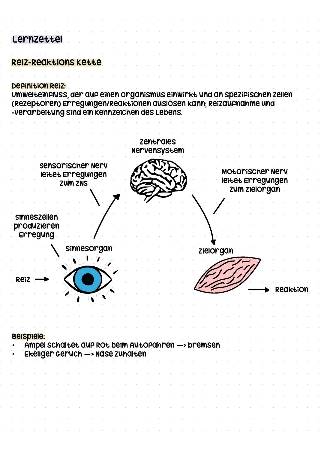 Neurobiologie