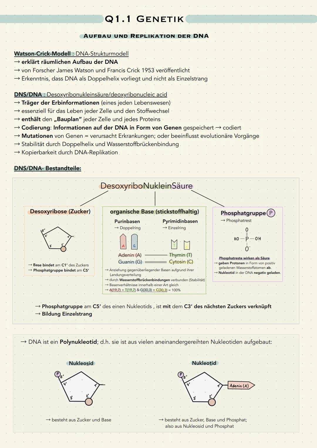 Q1.1 GENETIK
AUFBAU UND REPLIKATION DER DNA
Watson-Crick-Modell: DNA-Strukturmodell
→ erklärt räumlichen Aufbau der DNA
→ von Forscher James