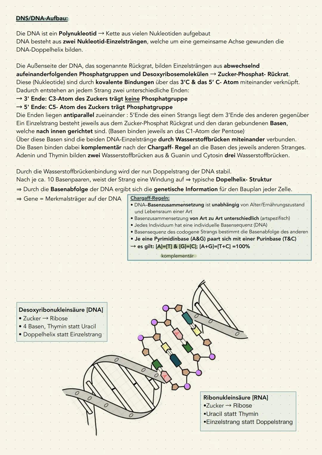 Q1.1 GENETIK
AUFBAU UND REPLIKATION DER DNA
Watson-Crick-Modell: DNA-Strukturmodell
→ erklärt räumlichen Aufbau der DNA
→ von Forscher James