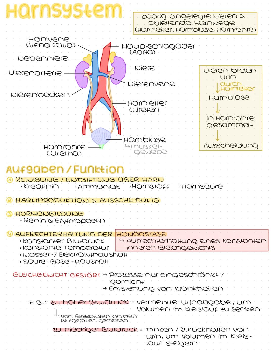Harnsystem
Hohlvene
(Vena Cava)
Nebenniere
Nierenarterie
paarig angelegte Nieren &
ableitende Harnwege
(Harnleiter, Harnblase, Harnröhre)
Ha