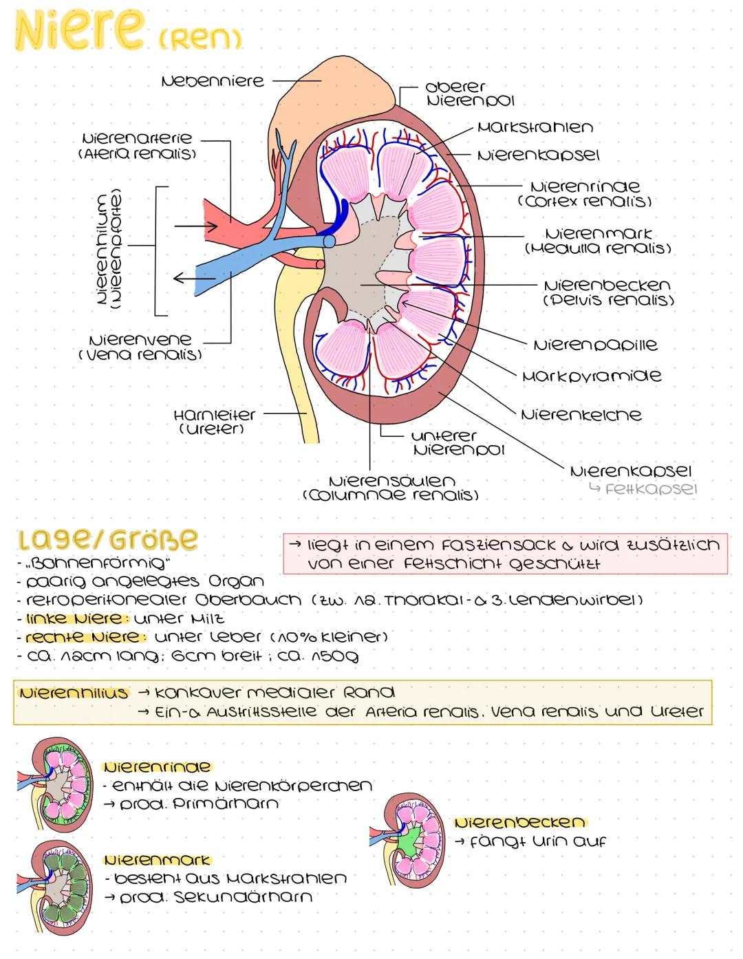 Harnsystem
Hohlvene
(Vena Cava)
Nebenniere
Nierenarterie
paarig angelegte Nieren &
ableitende Harnwege
(Harnleiter, Harnblase, Harnröhre)
Ha