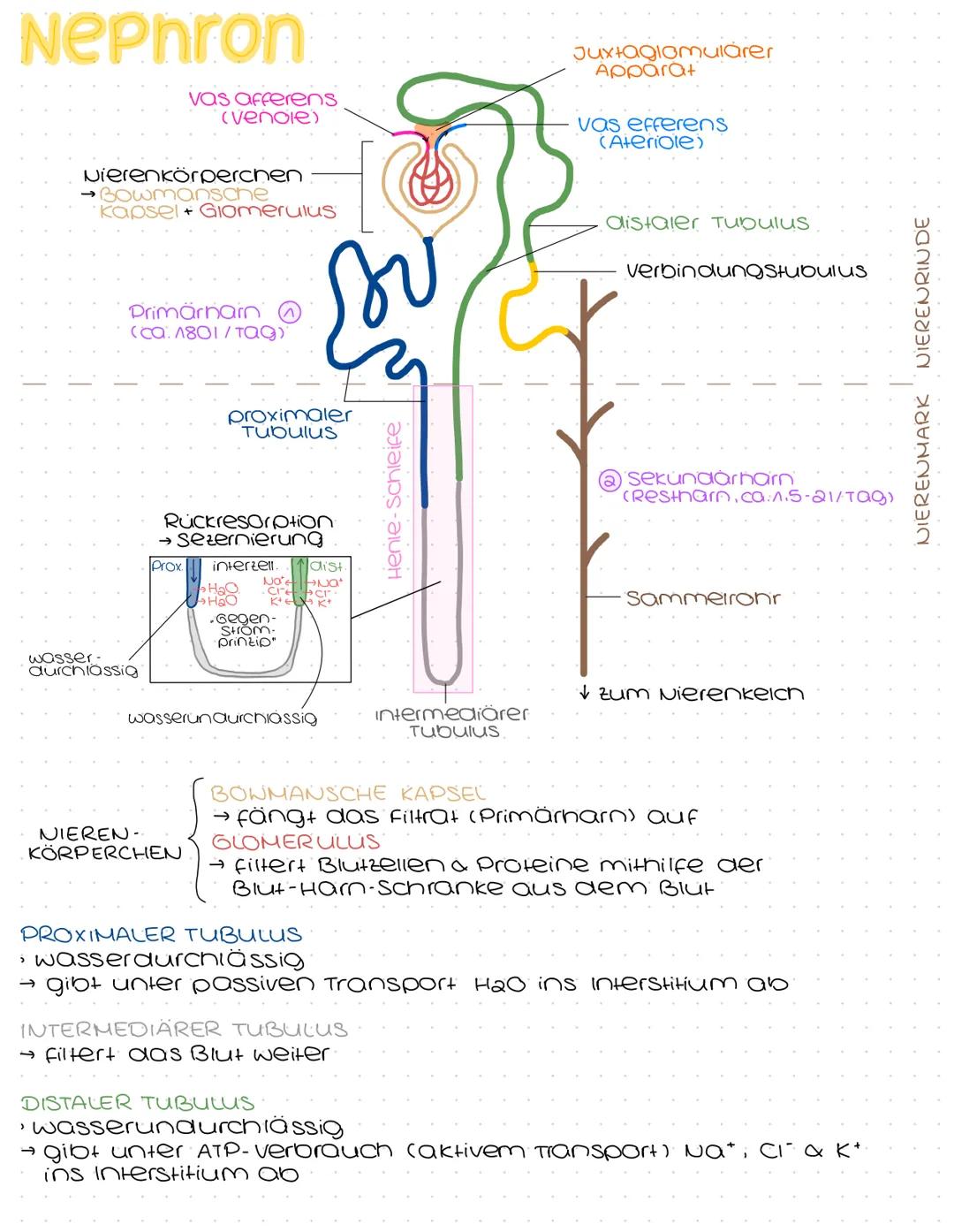 Harnsystem
Hohlvene
(Vena Cava)
Nebenniere
Nierenarterie
paarig angelegte Nieren &
ableitende Harnwege
(Harnleiter, Harnblase, Harnröhre)
Ha