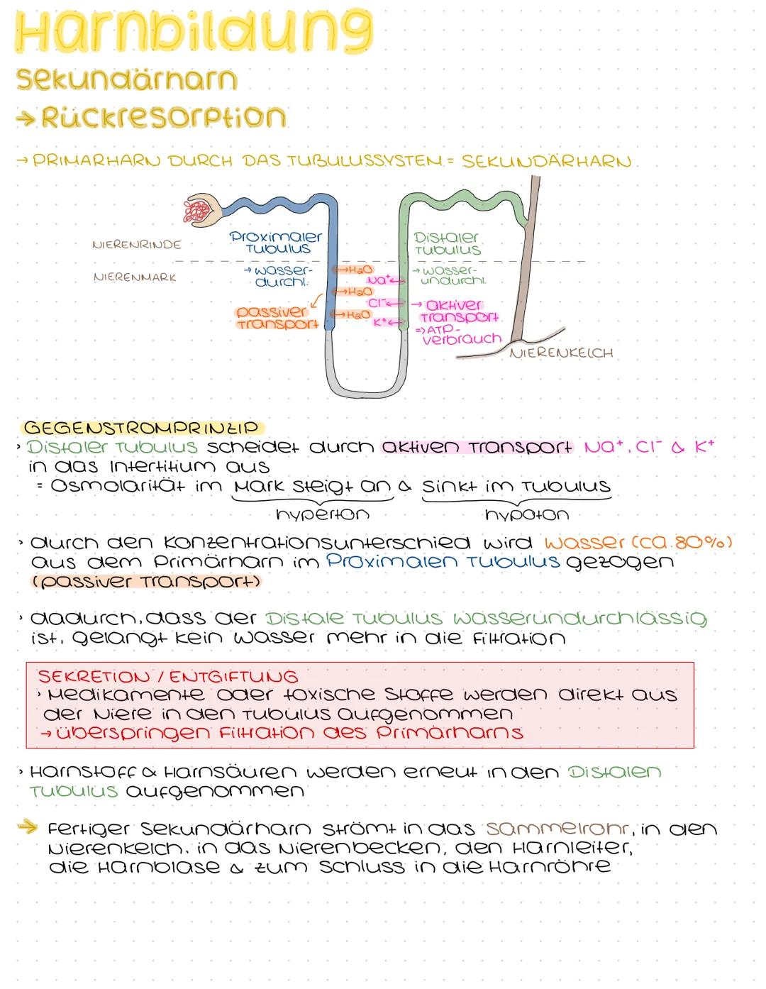 Harnsystem
Hohlvene
(Vena Cava)
Nebenniere
Nierenarterie
paarig angelegte Nieren &
ableitende Harnwege
(Harnleiter, Harnblase, Harnröhre)
Ha