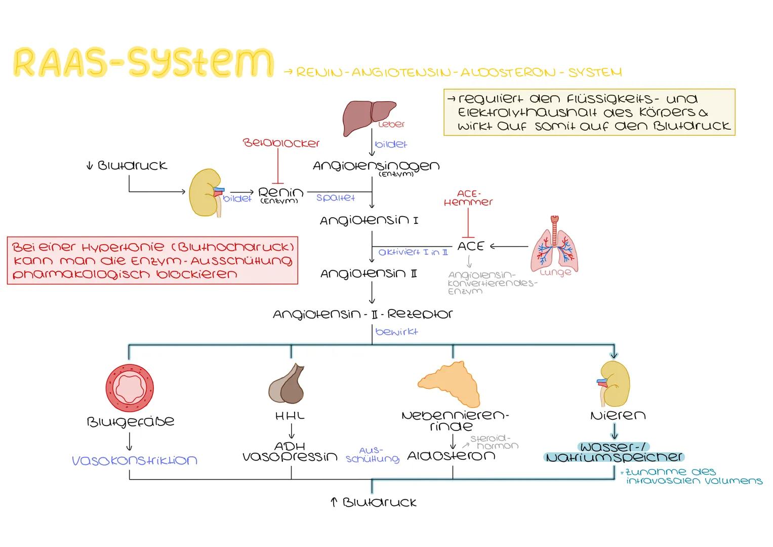 Harnsystem
Hohlvene
(Vena Cava)
Nebenniere
Nierenarterie
paarig angelegte Nieren &
ableitende Harnwege
(Harnleiter, Harnblase, Harnröhre)
Ha