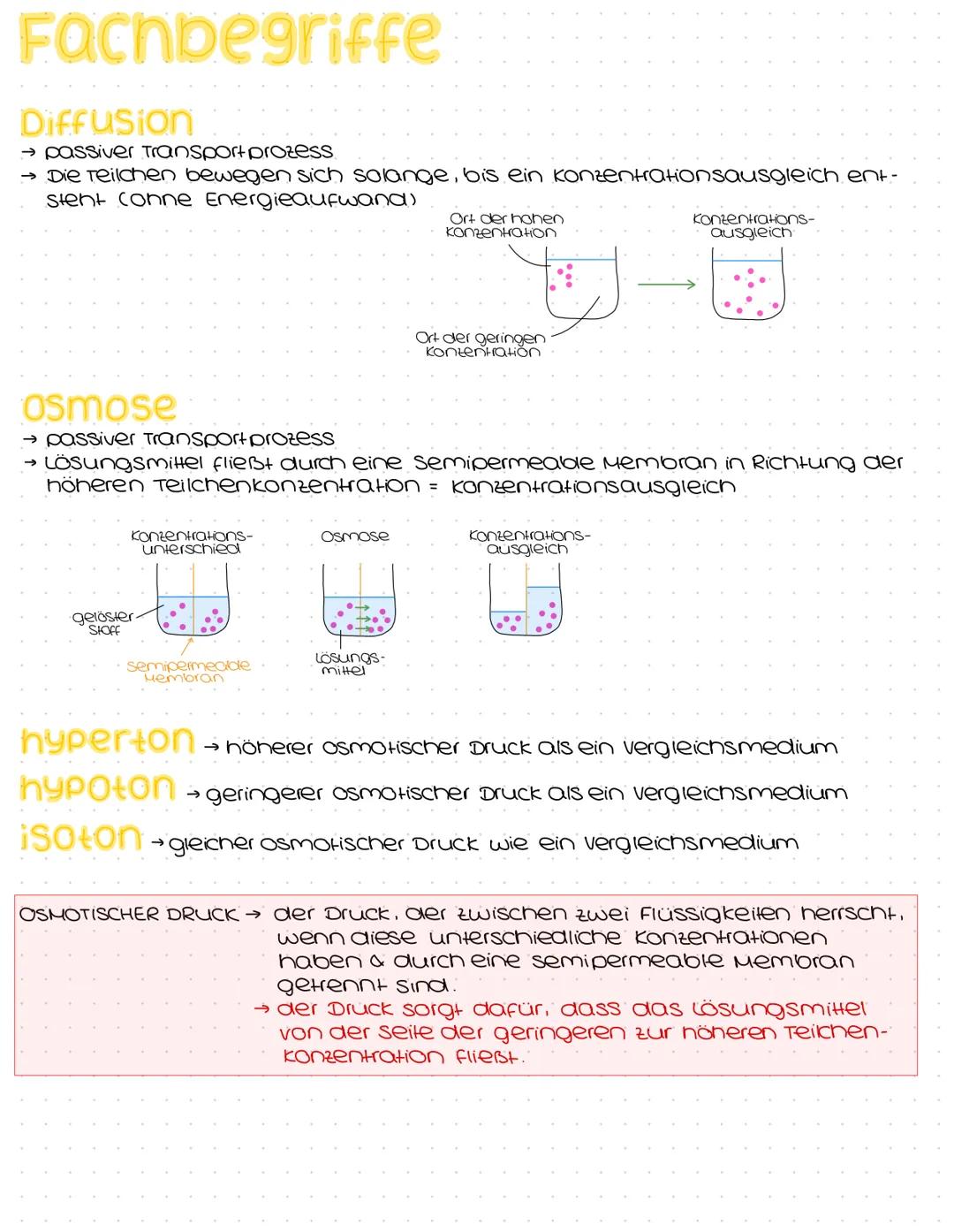 Harnsystem
Hohlvene
(Vena Cava)
Nebenniere
Nierenarterie
paarig angelegte Nieren &
ableitende Harnwege
(Harnleiter, Harnblase, Harnröhre)
Ha