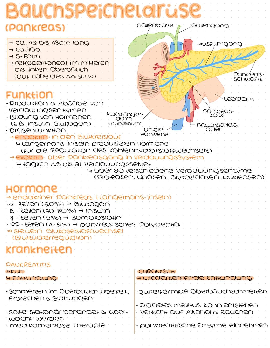 Bauchspeichelaruse
(Pankreas)
→ ca. na bis 18cm lang
→ S-Form
→ retroperitoneal im mittleren
bis linken Oberbauch
(auf Höhe des na 2. LW)
Ga