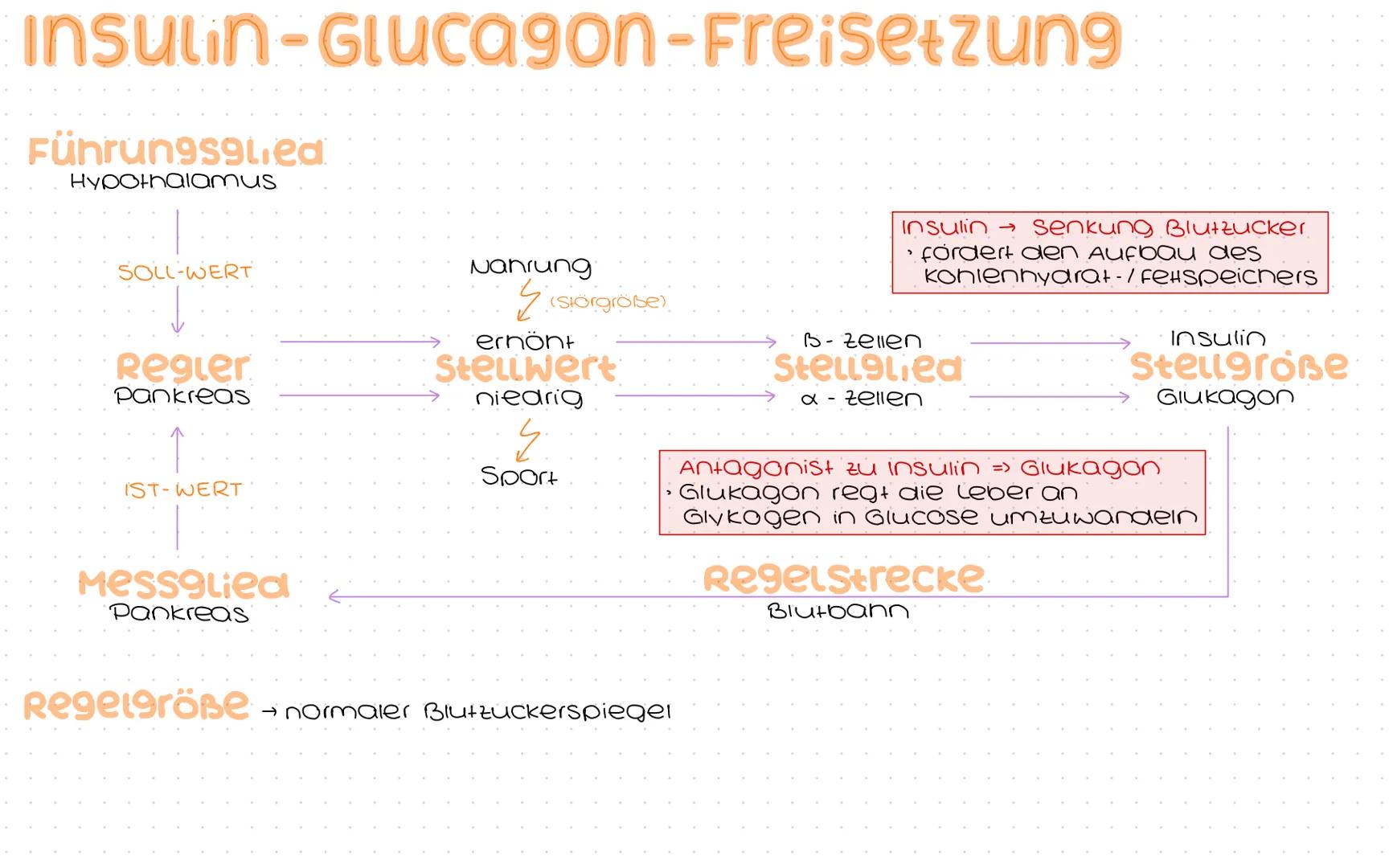 Bauchspeichelaruse
(Pankreas)
→ ca. na bis 18cm lang
→ S-Form
→ retroperitoneal im mittleren
bis linken Oberbauch
(auf Höhe des na 2. LW)
Ga