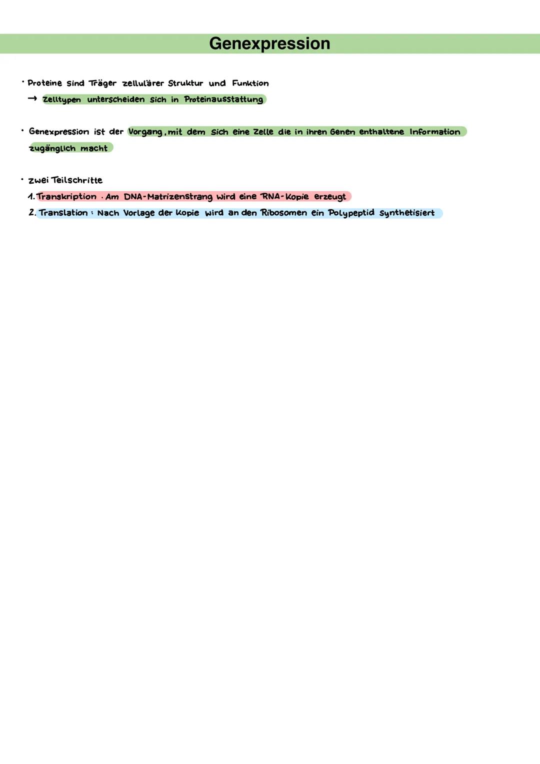 Desoxyribonucleinsäure (DNA)
• Entdecker: Francis Crick, James Watson, Rosalind Franklin
⚫ Träger der Erbinformation Einheiten der Erbinform