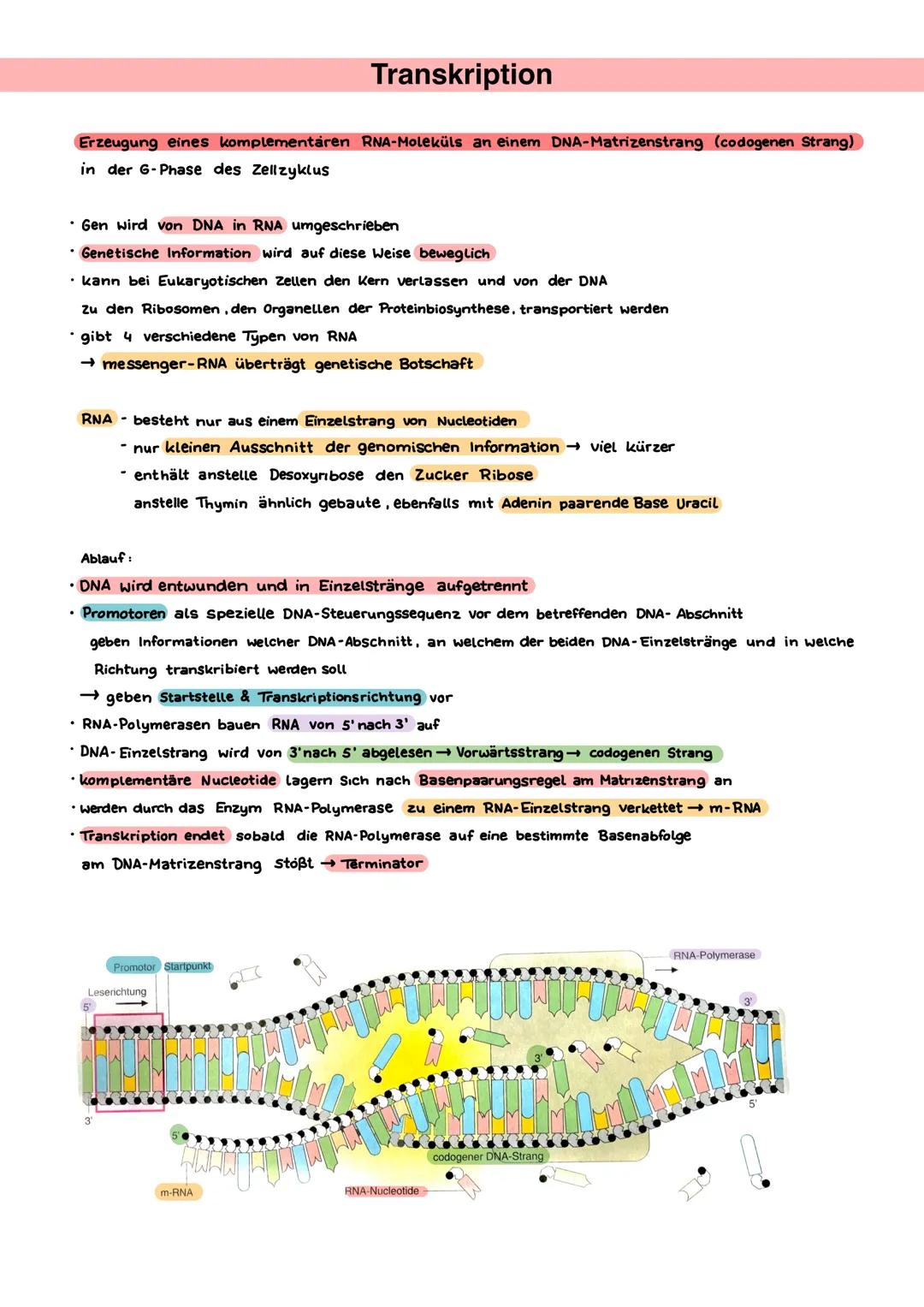 Desoxyribonucleinsäure (DNA)
• Entdecker: Francis Crick, James Watson, Rosalind Franklin
⚫ Träger der Erbinformation Einheiten der Erbinform