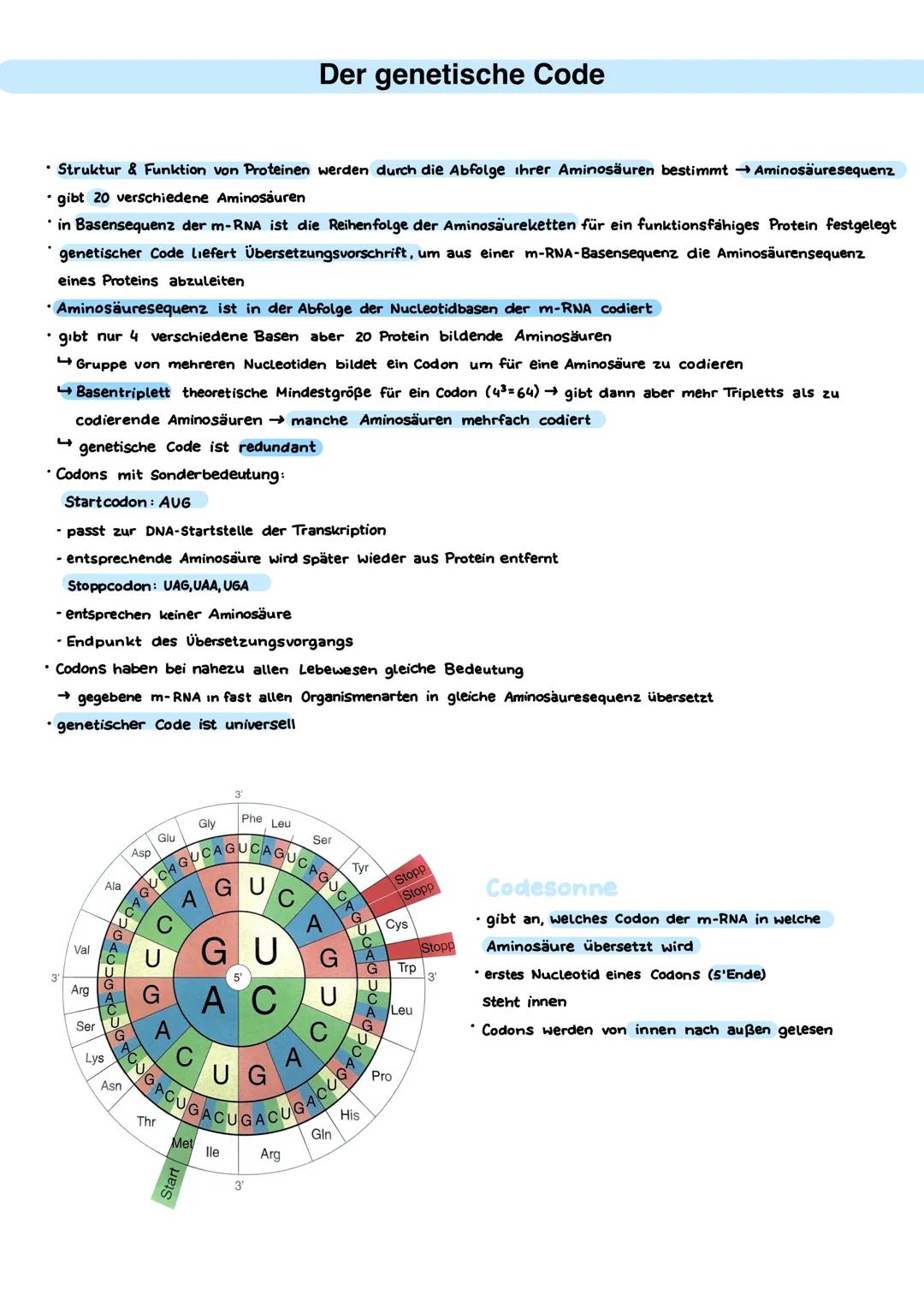 Desoxyribonucleinsäure (DNA)
• Entdecker: Francis Crick, James Watson, Rosalind Franklin
⚫ Träger der Erbinformation Einheiten der Erbinform