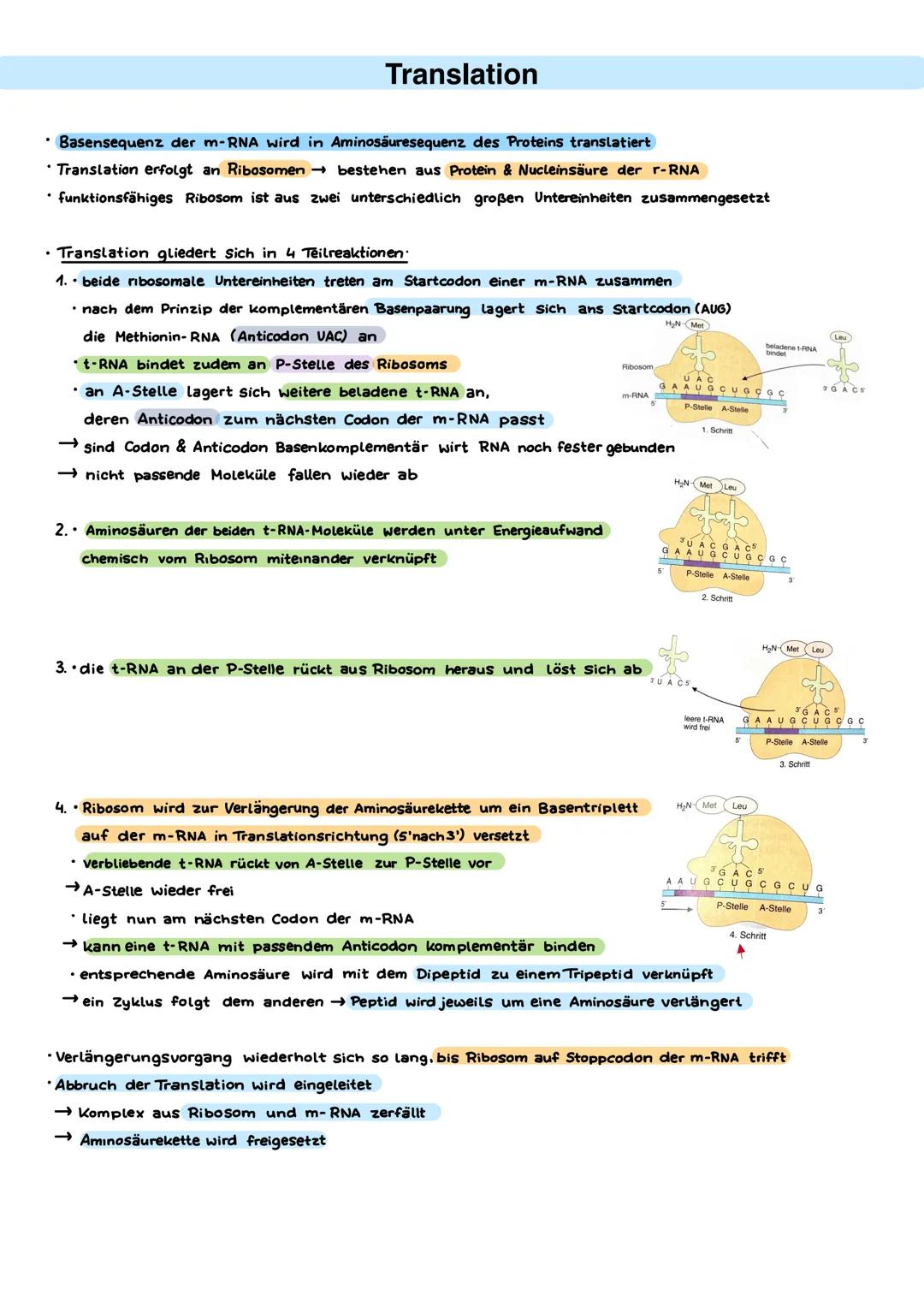 Desoxyribonucleinsäure (DNA)
• Entdecker: Francis Crick, James Watson, Rosalind Franklin
⚫ Träger der Erbinformation Einheiten der Erbinform