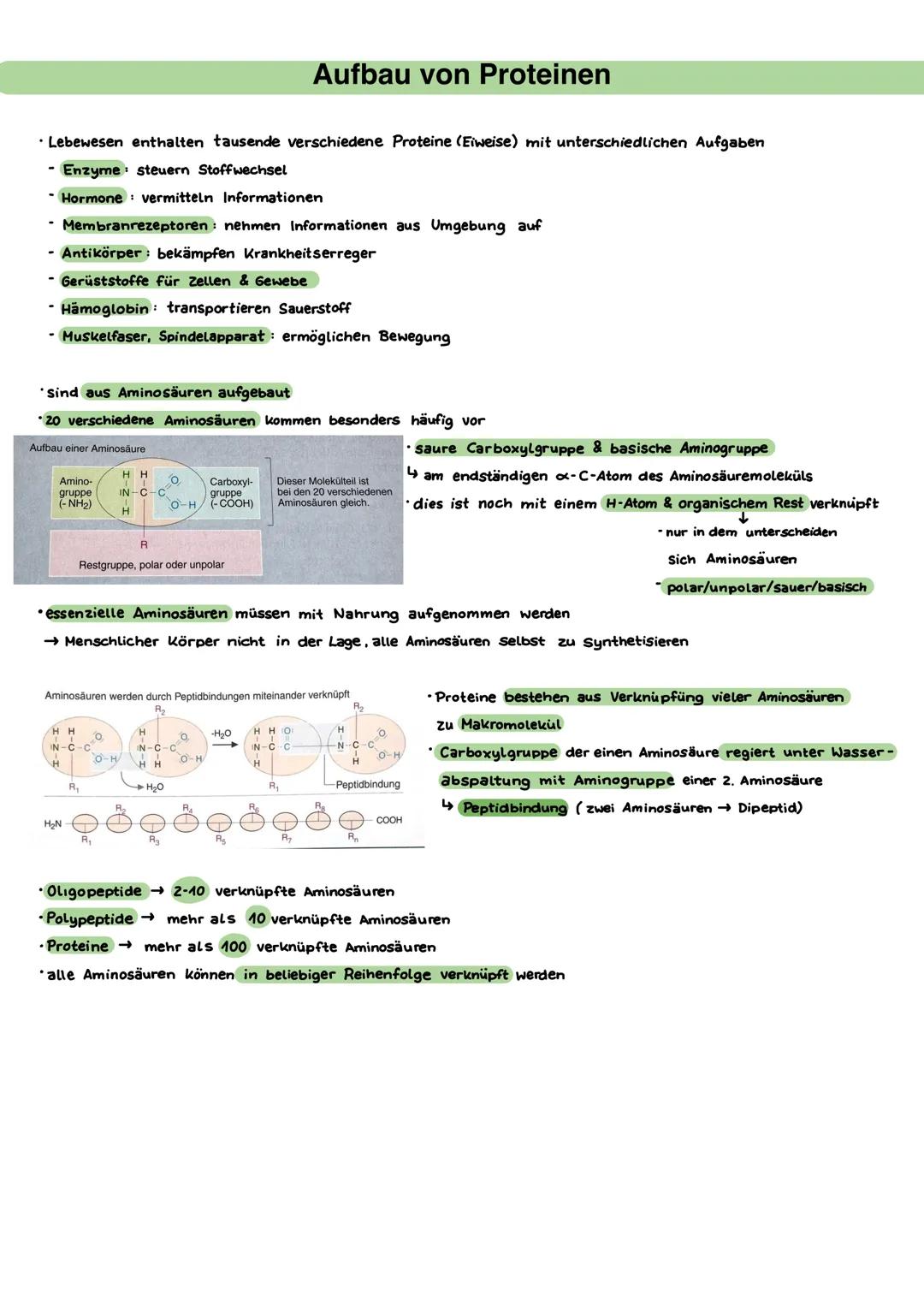 Desoxyribonucleinsäure (DNA)
• Entdecker: Francis Crick, James Watson, Rosalind Franklin
⚫ Träger der Erbinformation Einheiten der Erbinform