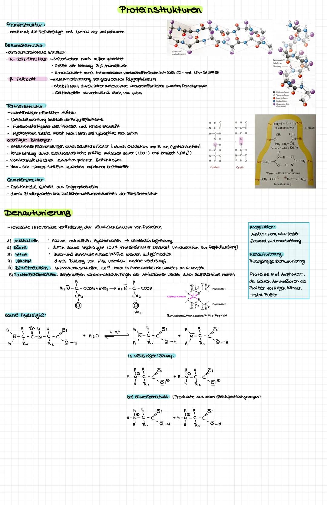 Kohlenhydrate
Cyclische Ringform
Ketosen
Monosaccharide
Disaccharide
offene kettenform
Aldosen
-besitzen eine Aldehydgruppe -besitzen eine k