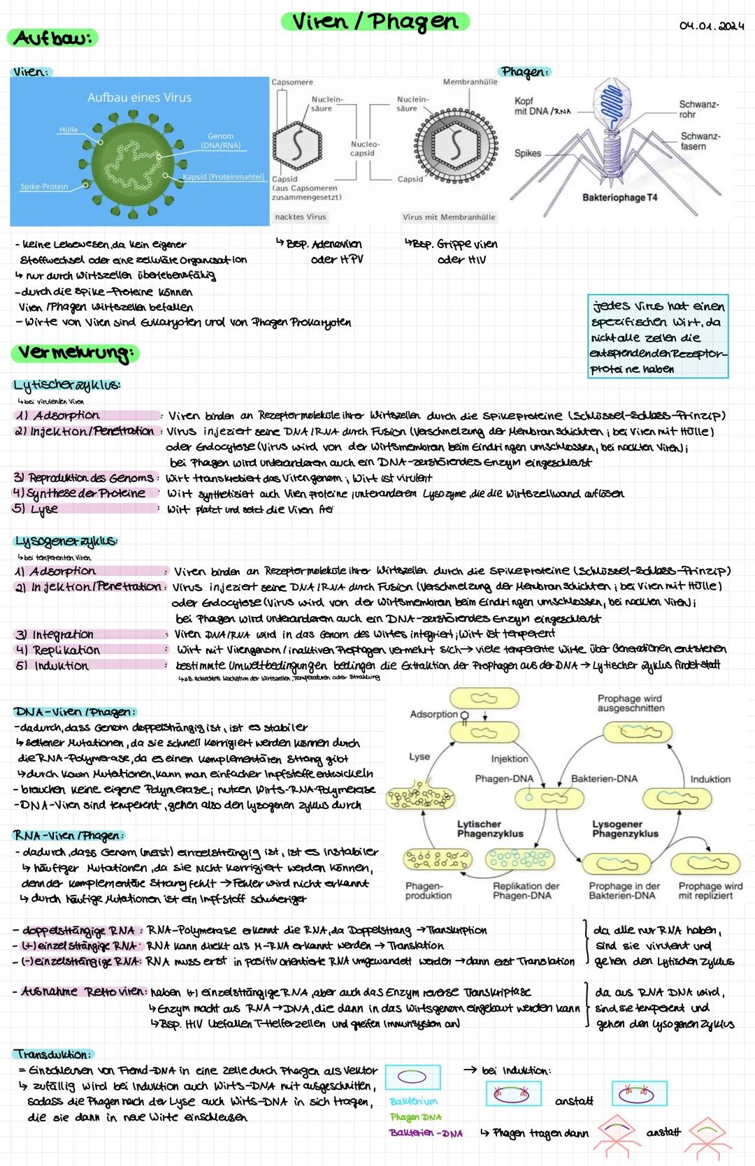 DNA-Aufbau
Watson-Crick-Modell.
-durch Röntgenstruktur analyse Entdeckung der DNA-Doppelhelix-Struktur
-DNA besteht aus zwei Einzelsträngen