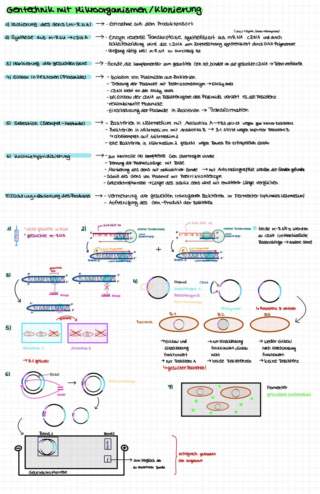 DNA-Aufbau
Watson-Crick-Modell.
-durch Röntgenstruktur analyse Entdeckung der DNA-Doppelhelix-Struktur
-DNA besteht aus zwei Einzelsträngen
