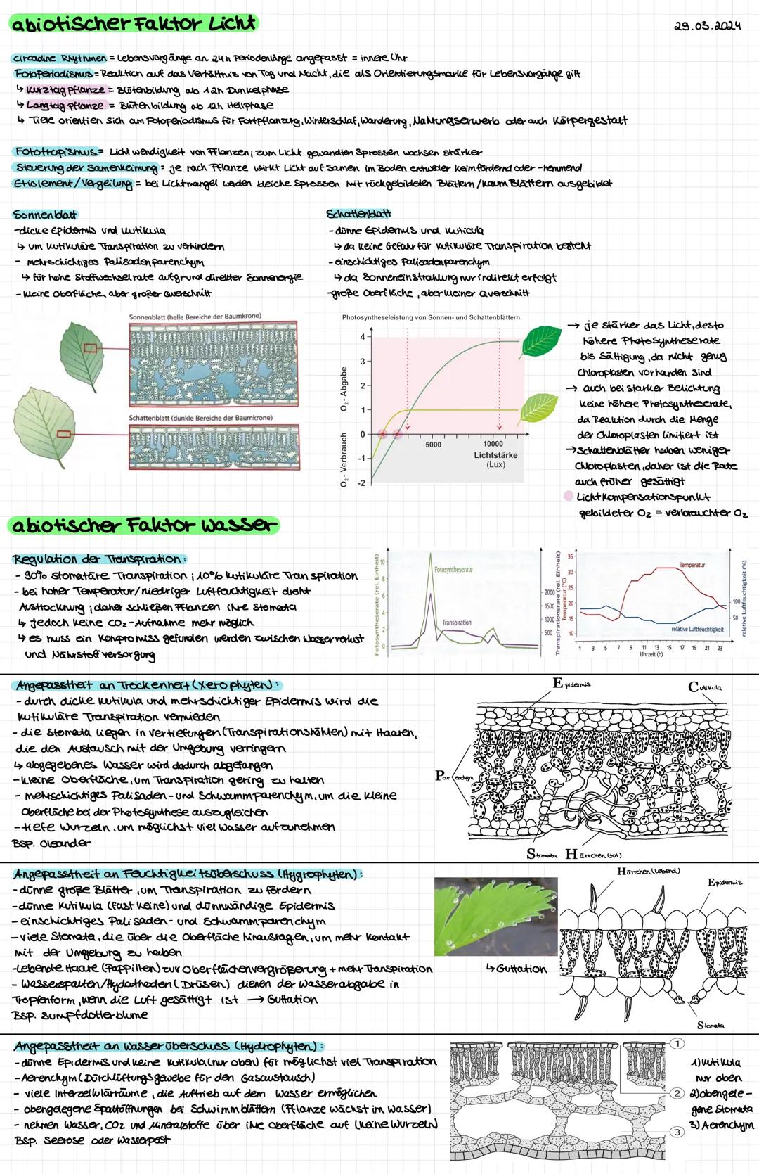 # Mesophyte Pflanzen
= zwischen Hygrophyten urol xerophyten kommen aun feuchten Orten vor i sind an Umgebung angepasst (werfen Blätter im W