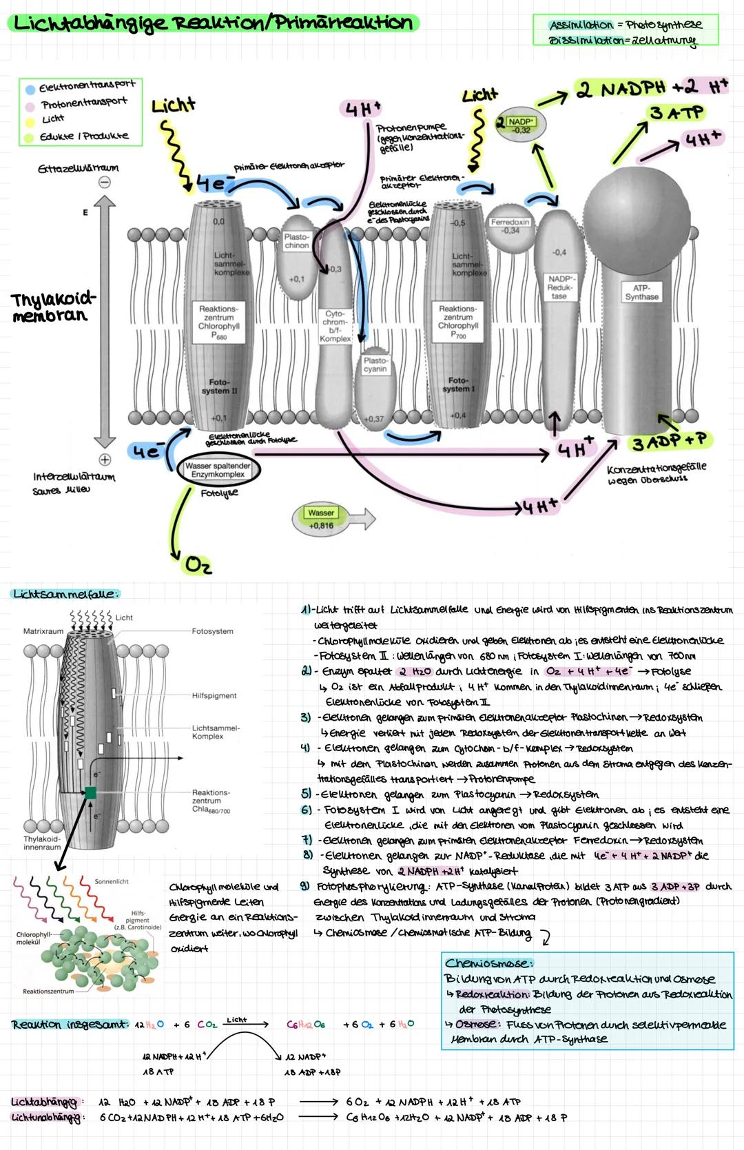 # Mesophyte Pflanzen
= zwischen Hygrophyten urol xerophyten kommen aun feuchten Orten vor i sind an Umgebung angepasst (werfen Blätter im W