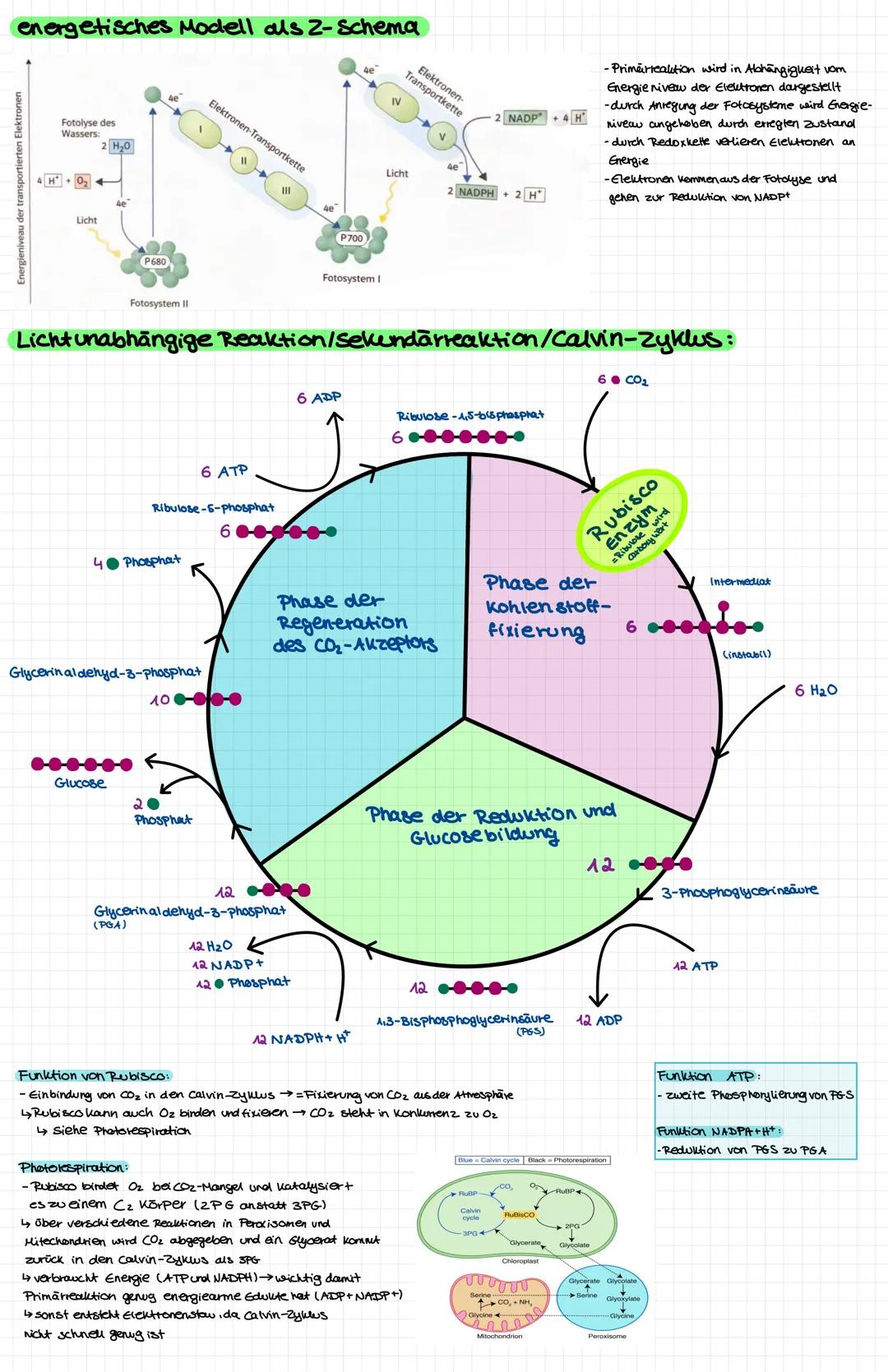 # Mesophyte Pflanzen
= zwischen Hygrophyten urol xerophyten kommen aun feuchten Orten vor i sind an Umgebung angepasst (werfen Blätter im W